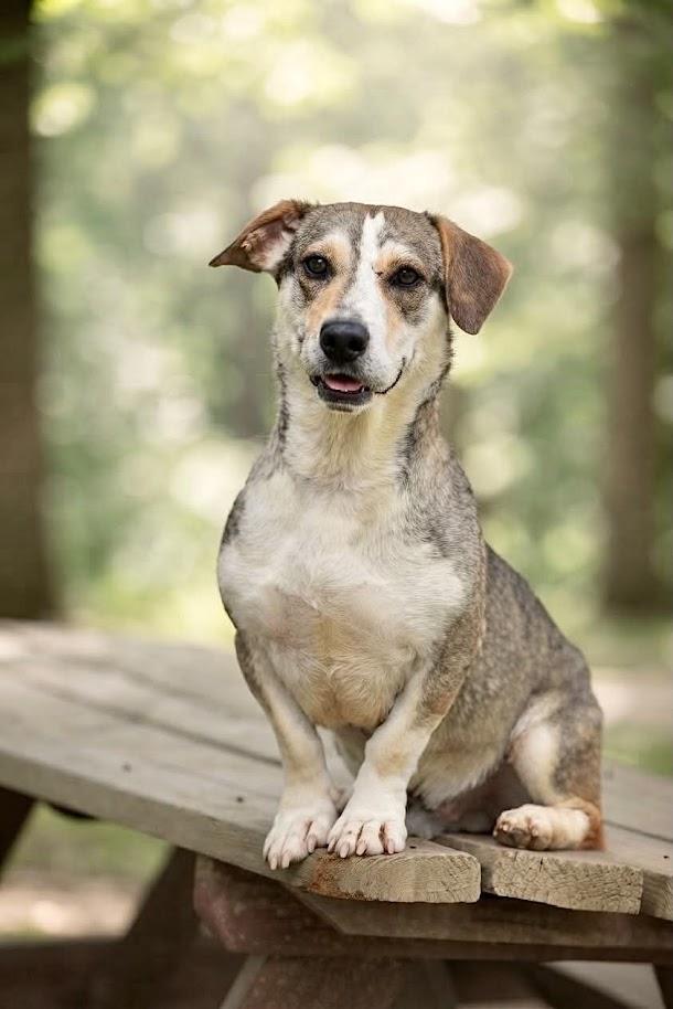 Apache 075-26 CELL DOG, ADOPTABLE, Adult Male Mixed Breed.