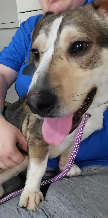 Enlarge Apache 075-26, a ADOPTABLE mixed breed in Cambridge, OH image 5/6