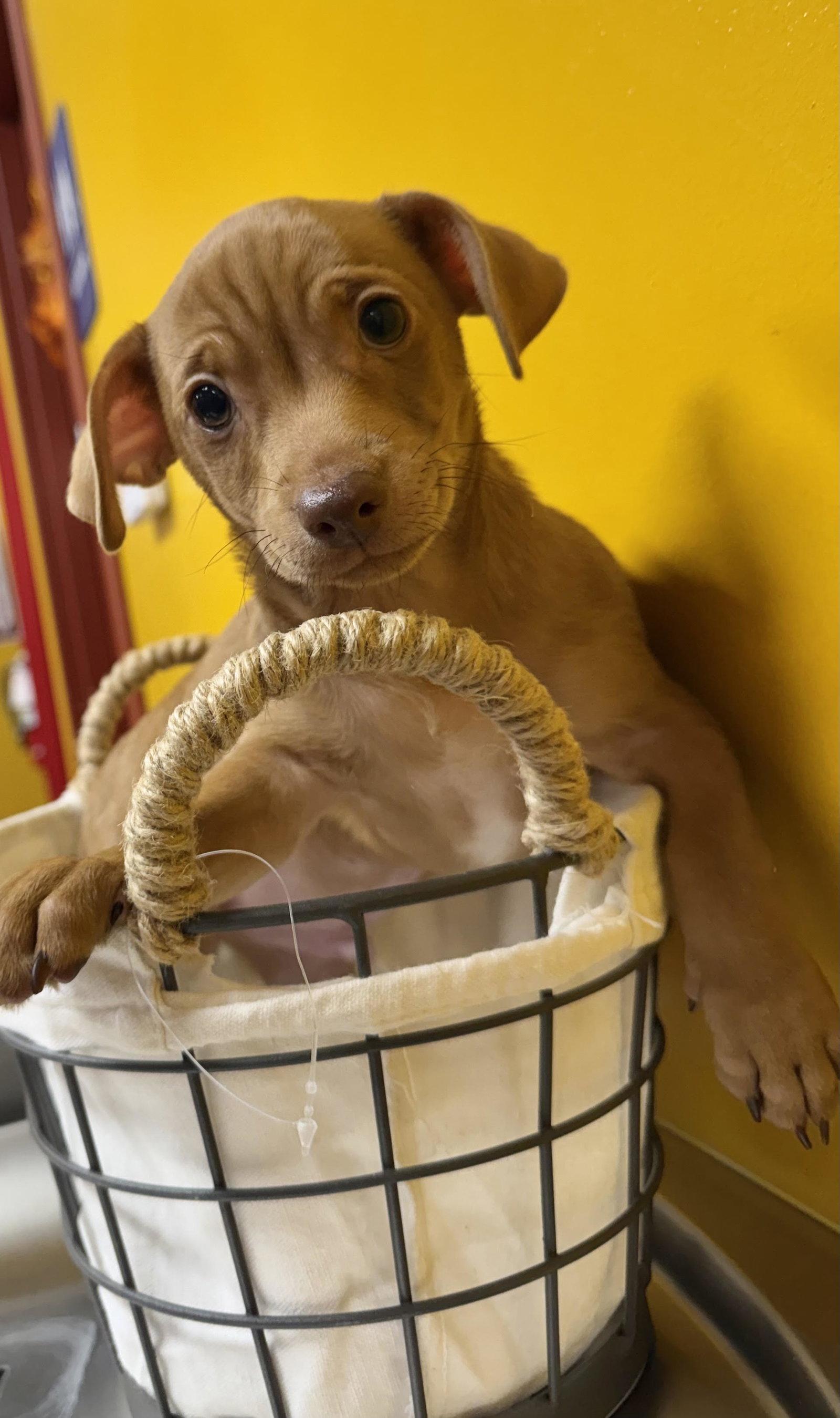 Lake, a Adopted mixed breed in Munford, TN image 1/3