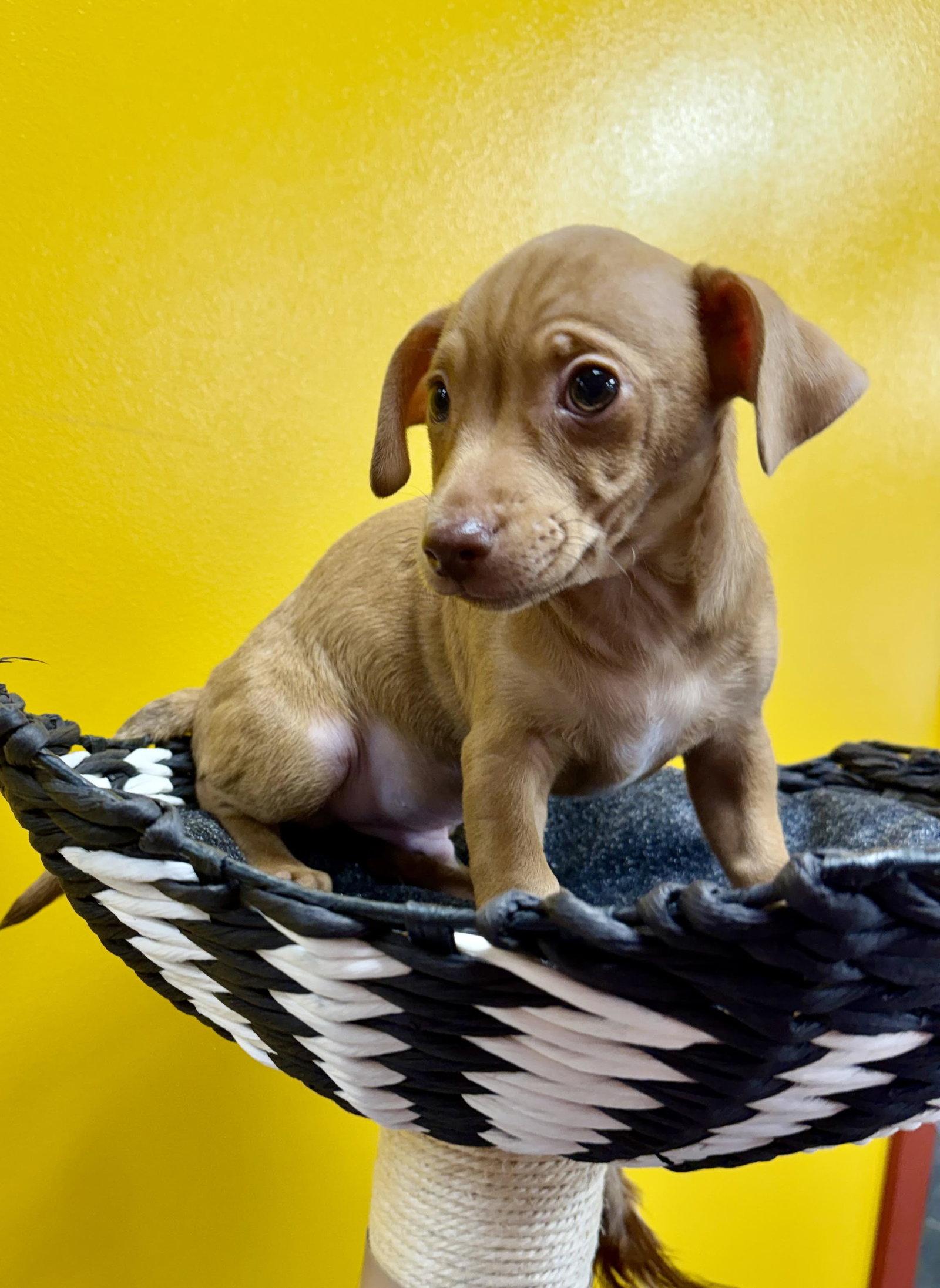 Lake, a Adopted mixed breed in Munford, TN image 2/3