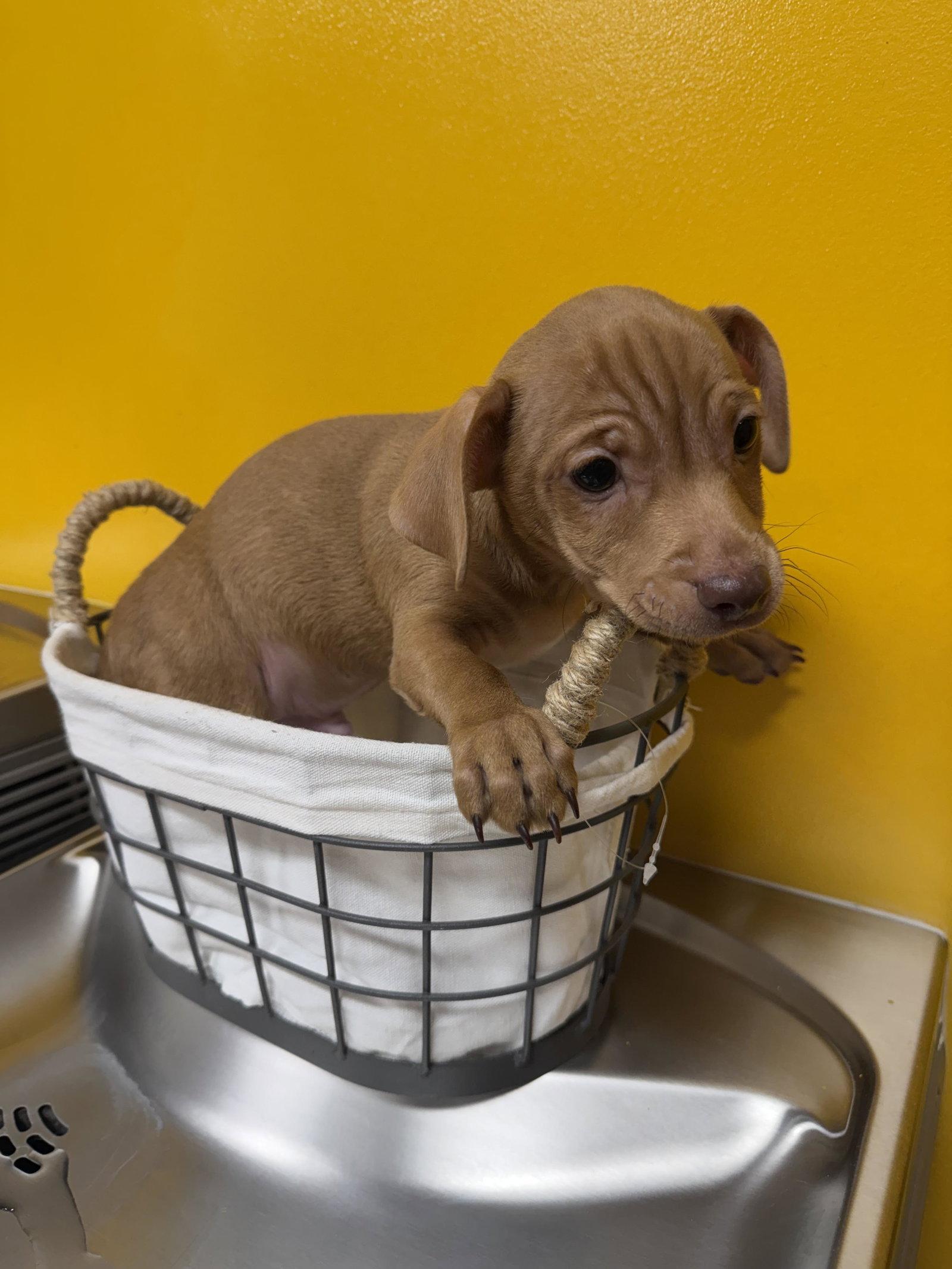 Lake, a Adopted mixed breed in Munford, TN image 3/3