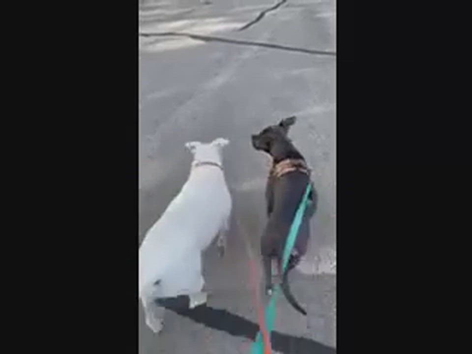 Enlarge Gwen, a Adopted mixed breed in Eagle, ID video 5/9