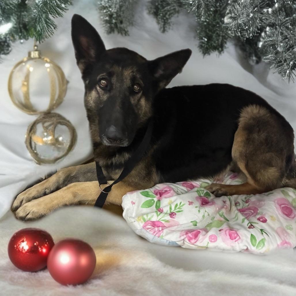 Gemma, Adoptable, Adult Female German Shepherd Dog.