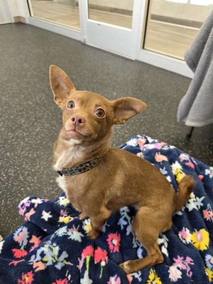 Spruce, Adoptable, Adult Female Chihuahua & Yorkshire Terrier.