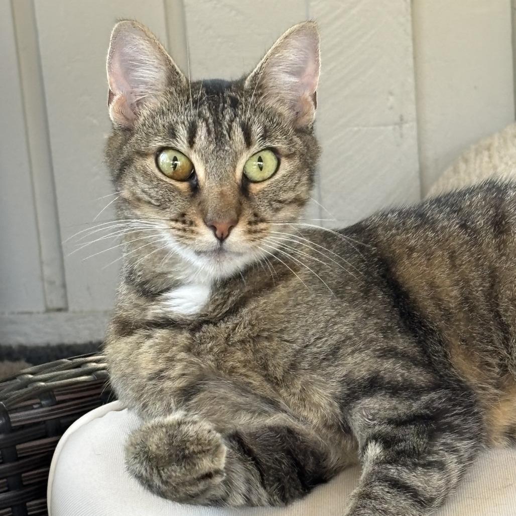 Gemma, a Adoptable mixed breed in Greenfield, IN image 1/3