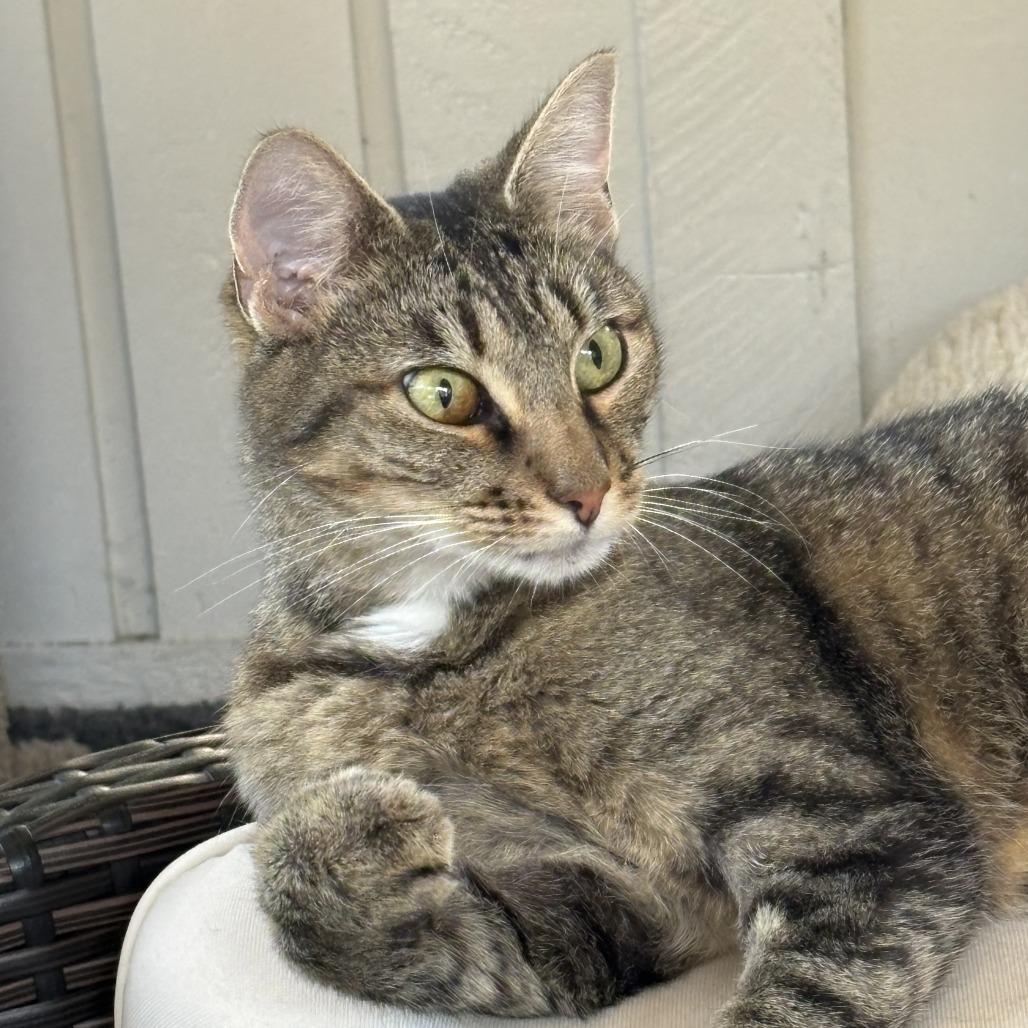 Gemma, a Adoptable mixed breed in Greenfield, IN image 2/3