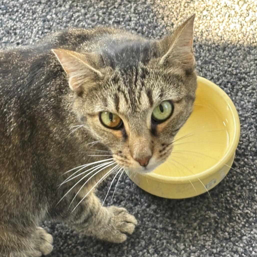 Gemma, a Adoptable mixed breed in Greenfield, IN image 3/3