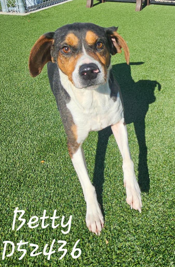 Betty, Adoptable, Adult Female Hound.