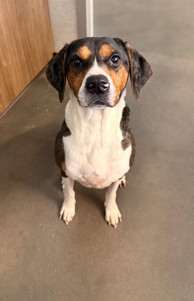 Enlarge Betty, a Adoptable Hound in Clarksville, TN image 2/2