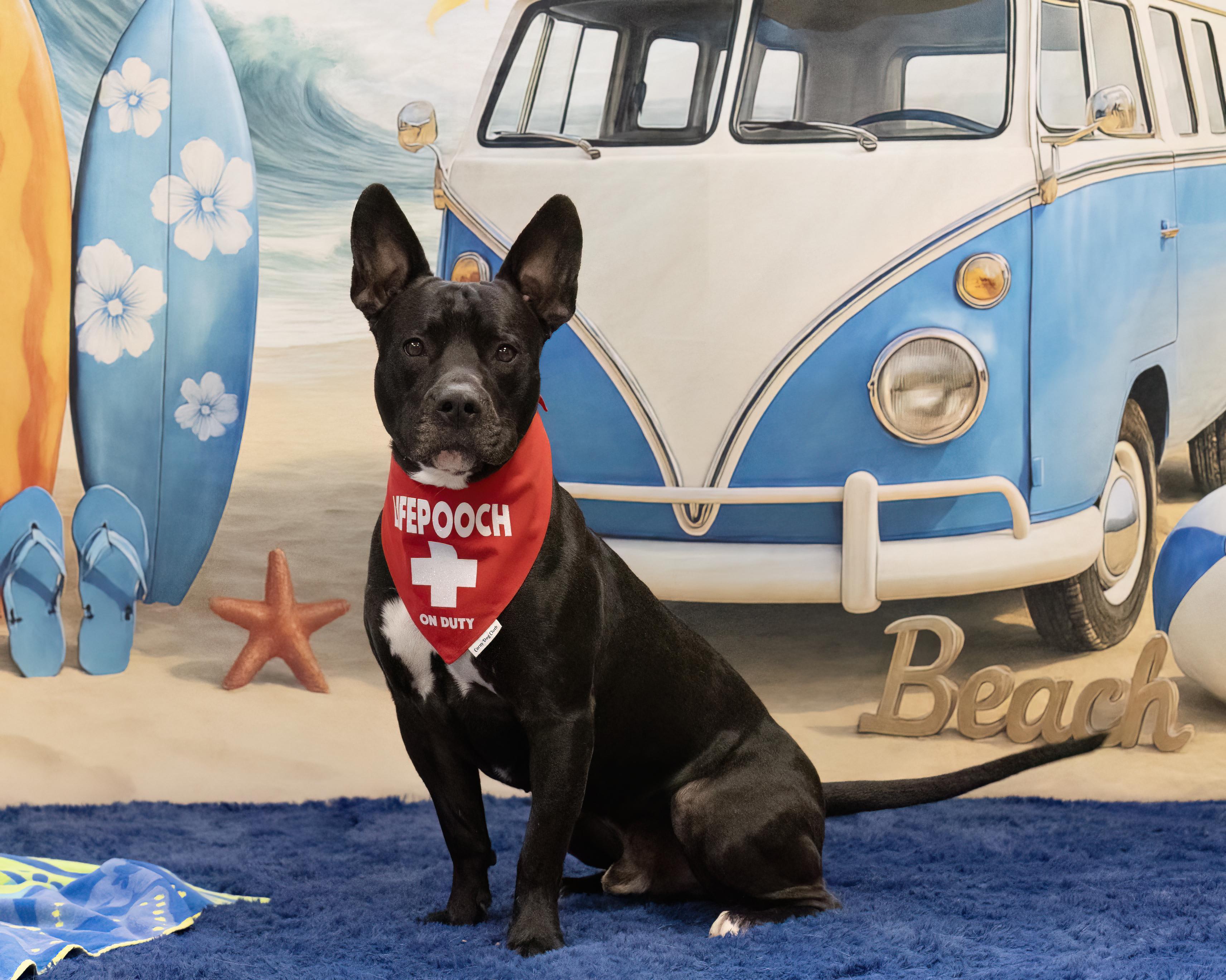Domino, a ADOPTABLE mixed breed in Chandler, AZ image 1/2