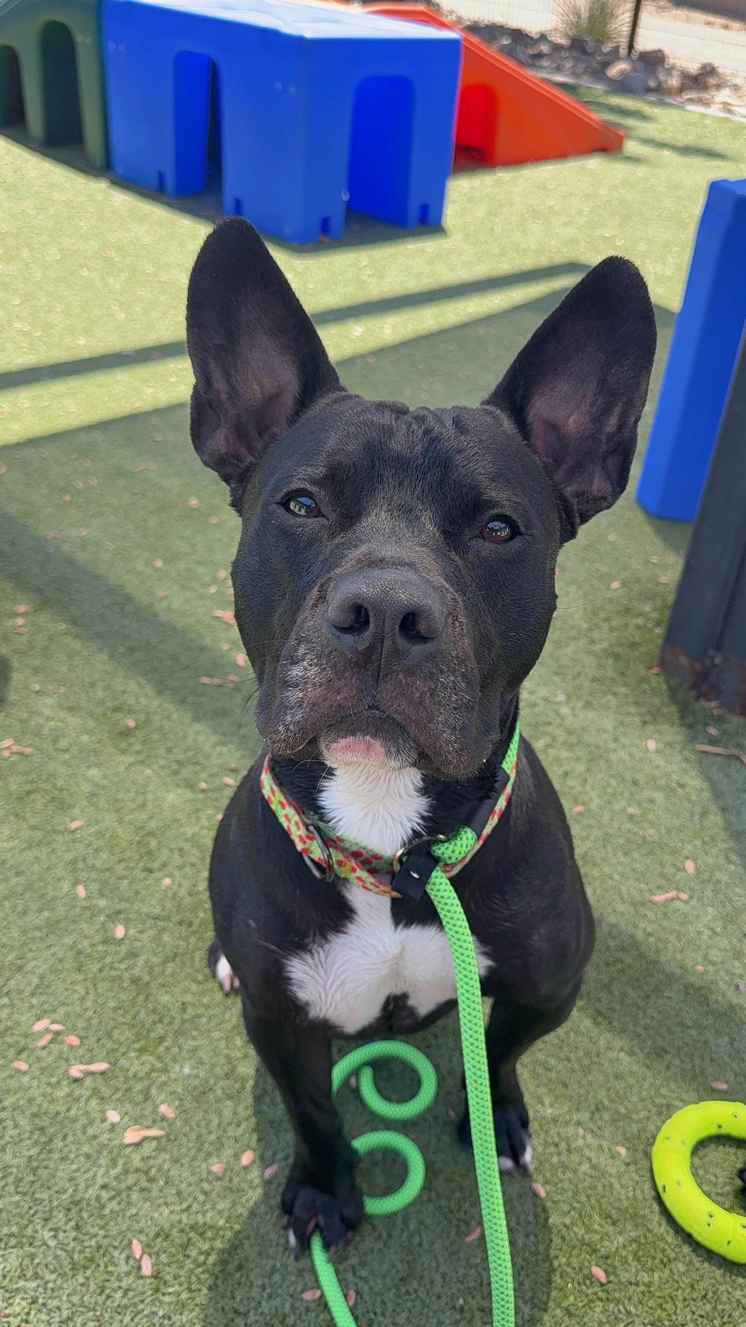 Domino, a ADOPTABLE mixed breed in Chandler, AZ image 2/2