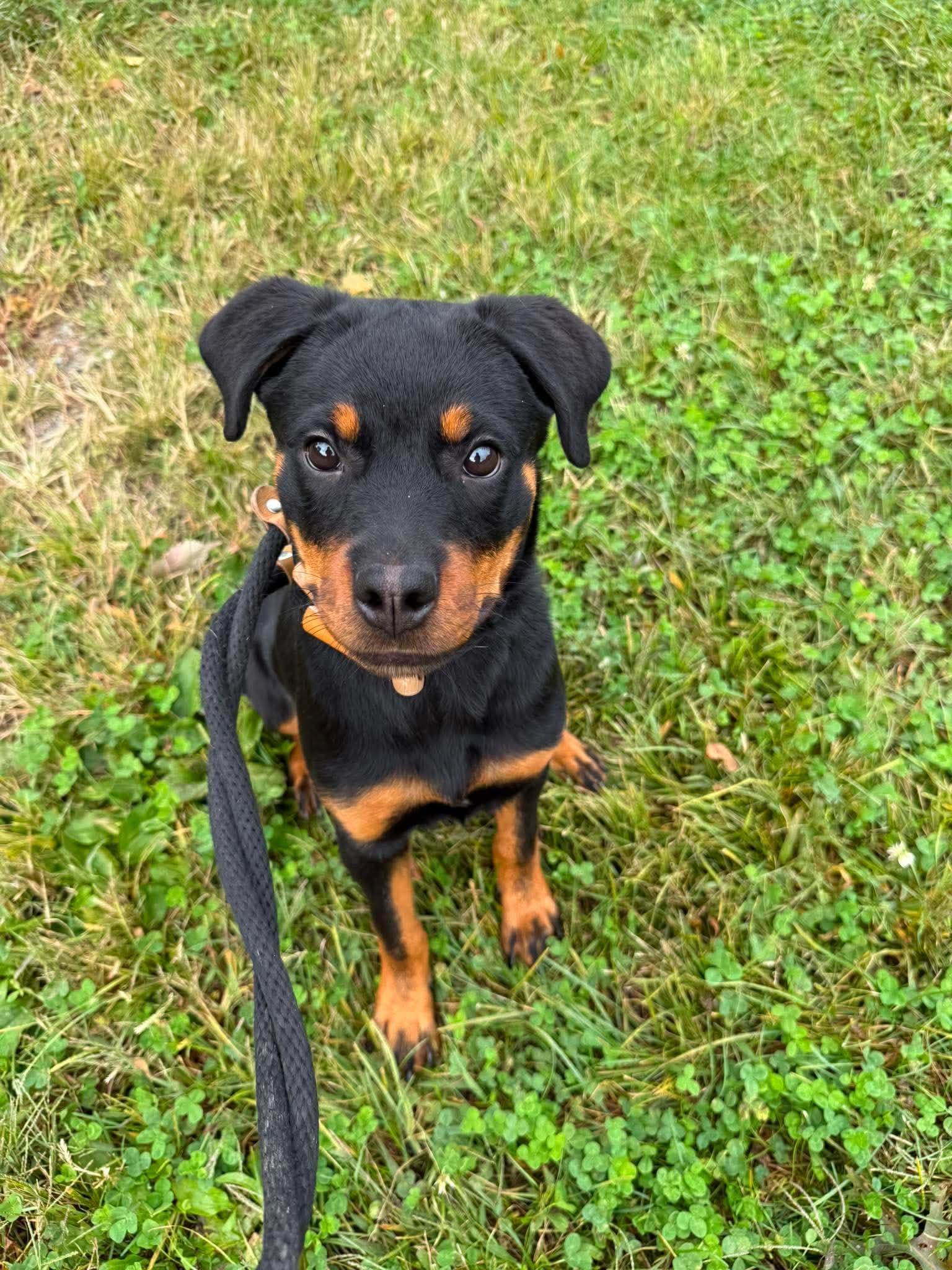 Enlarge Tootsie Roll, a Adopted mixed breed in Jackson , NJ image 2/4