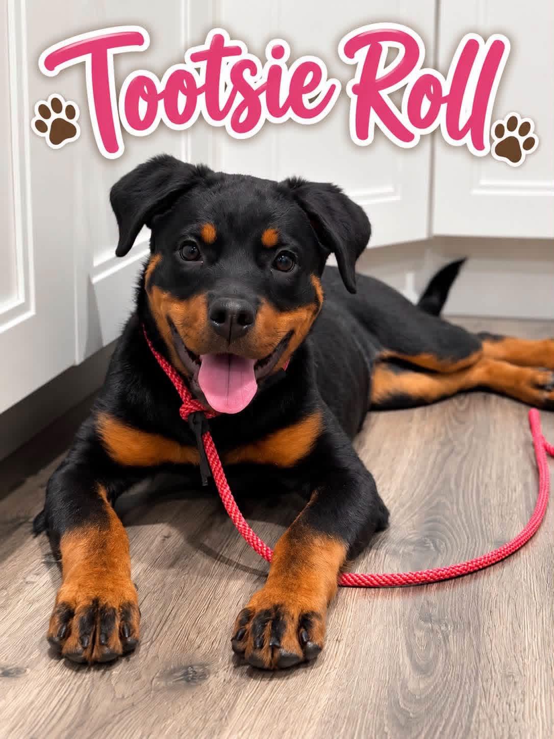 Enlarge Tootsie Roll, a Adopted mixed breed in Jackson , NJ image 1/4