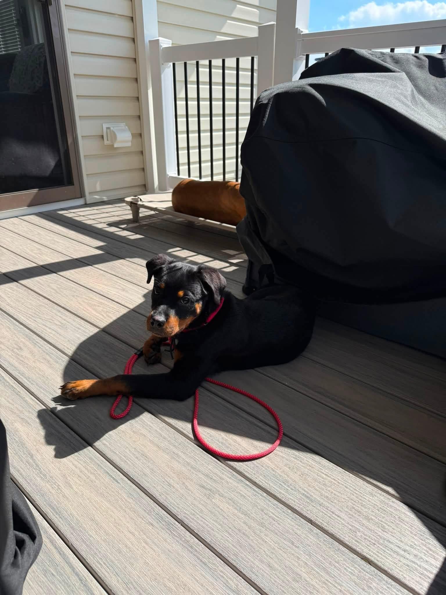 Enlarge Tootsie Roll, a Adopted mixed breed in Jackson , NJ image 4/4