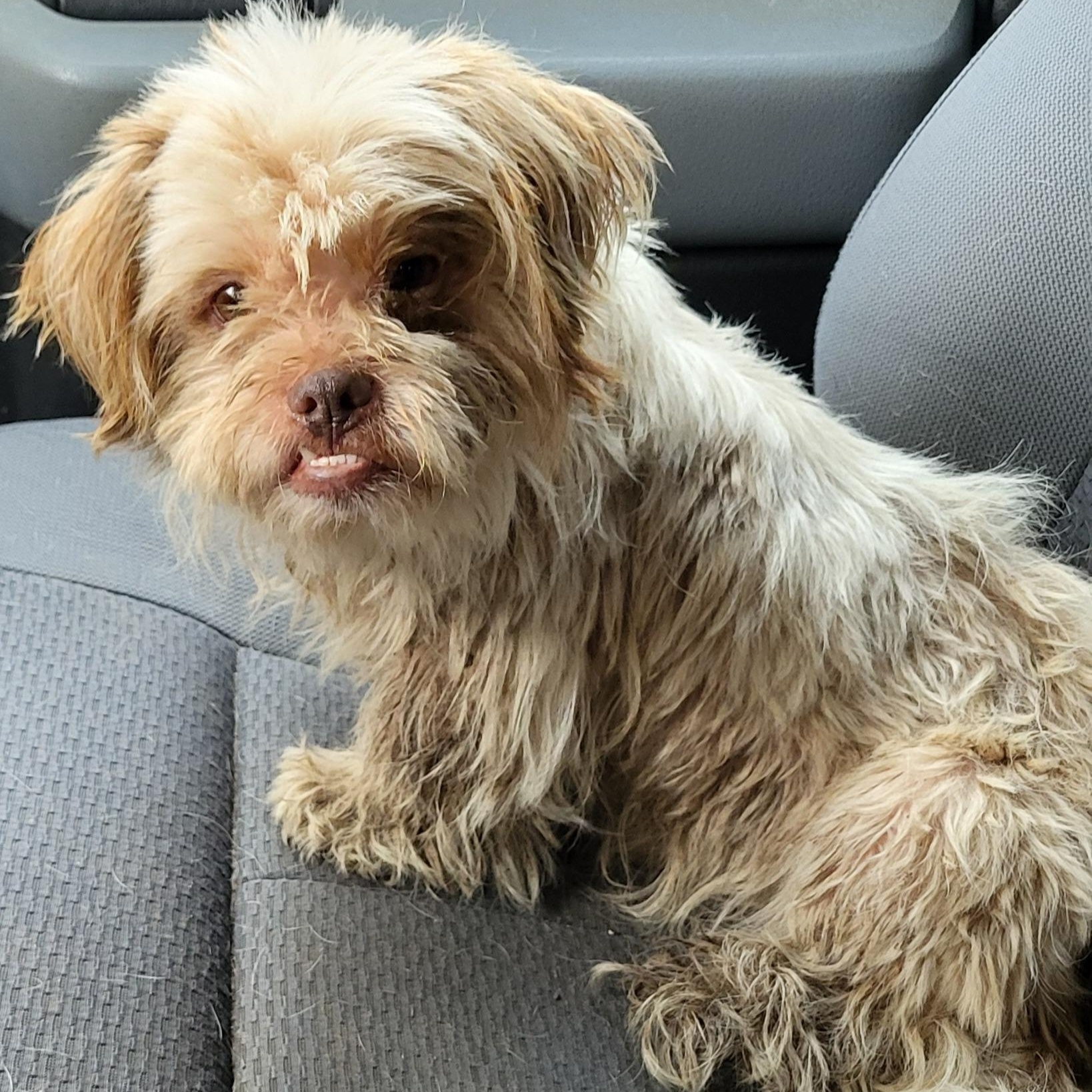Enlarge Ringo McGruff, a ADOPTABLE mixed breed in Rockdale, TX image 1/1