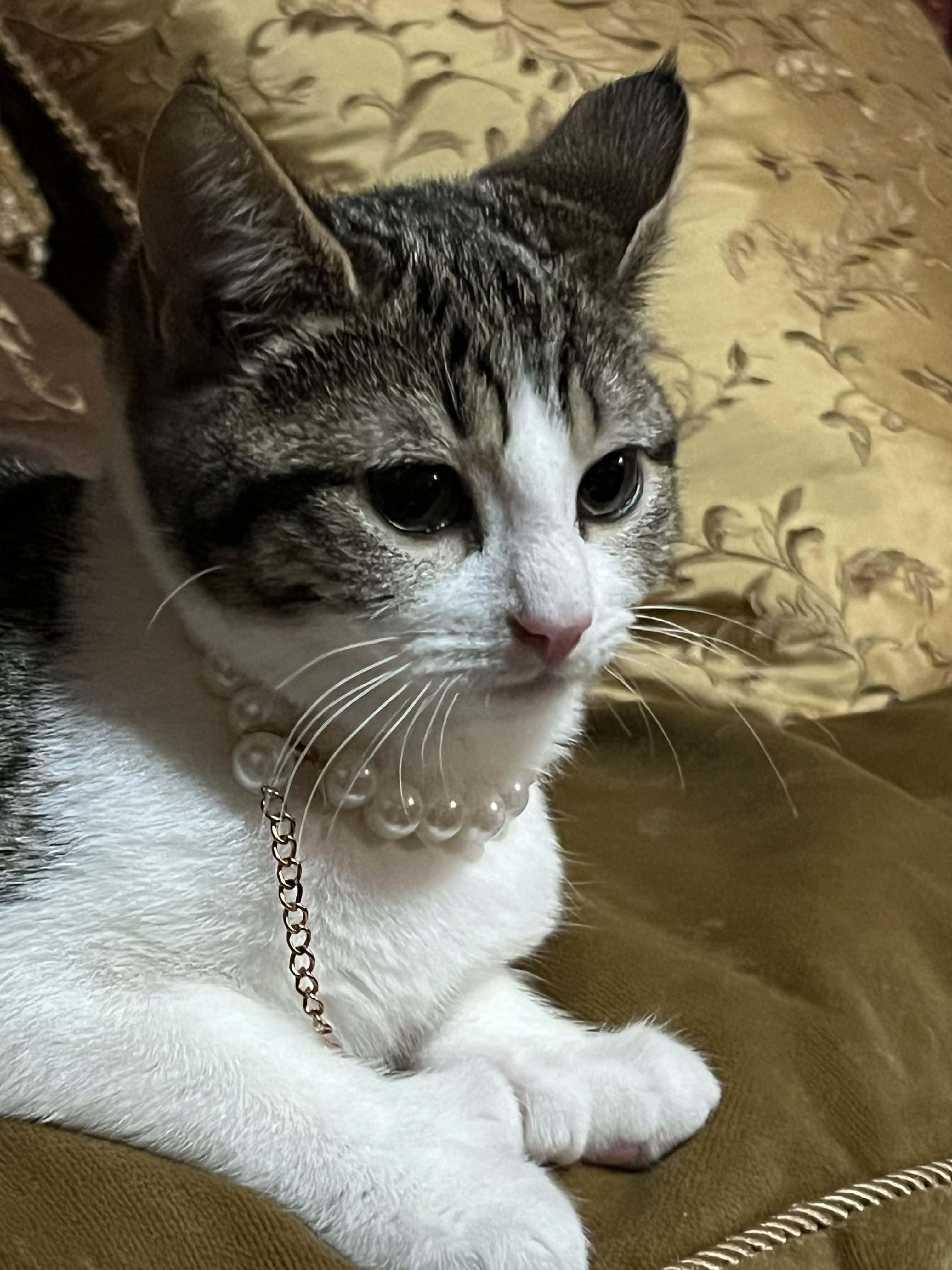 Polydactyl Kitten, ADOPTABLE, Kitten Female Domestic Short Hair.