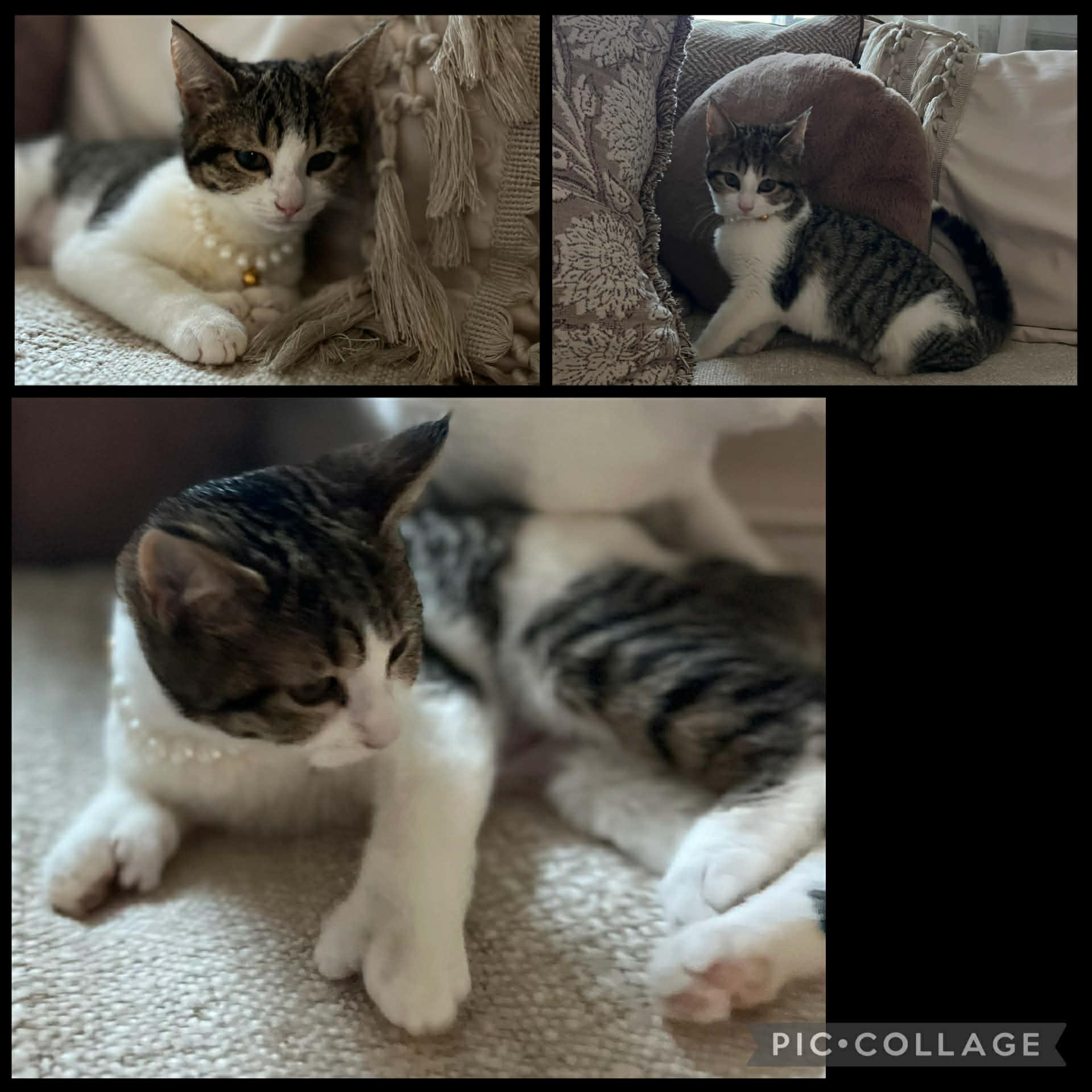 Enlarge Kittens, a ADOPTABLE Domestic Short Hair in Mount Juliet, TN image 5/5