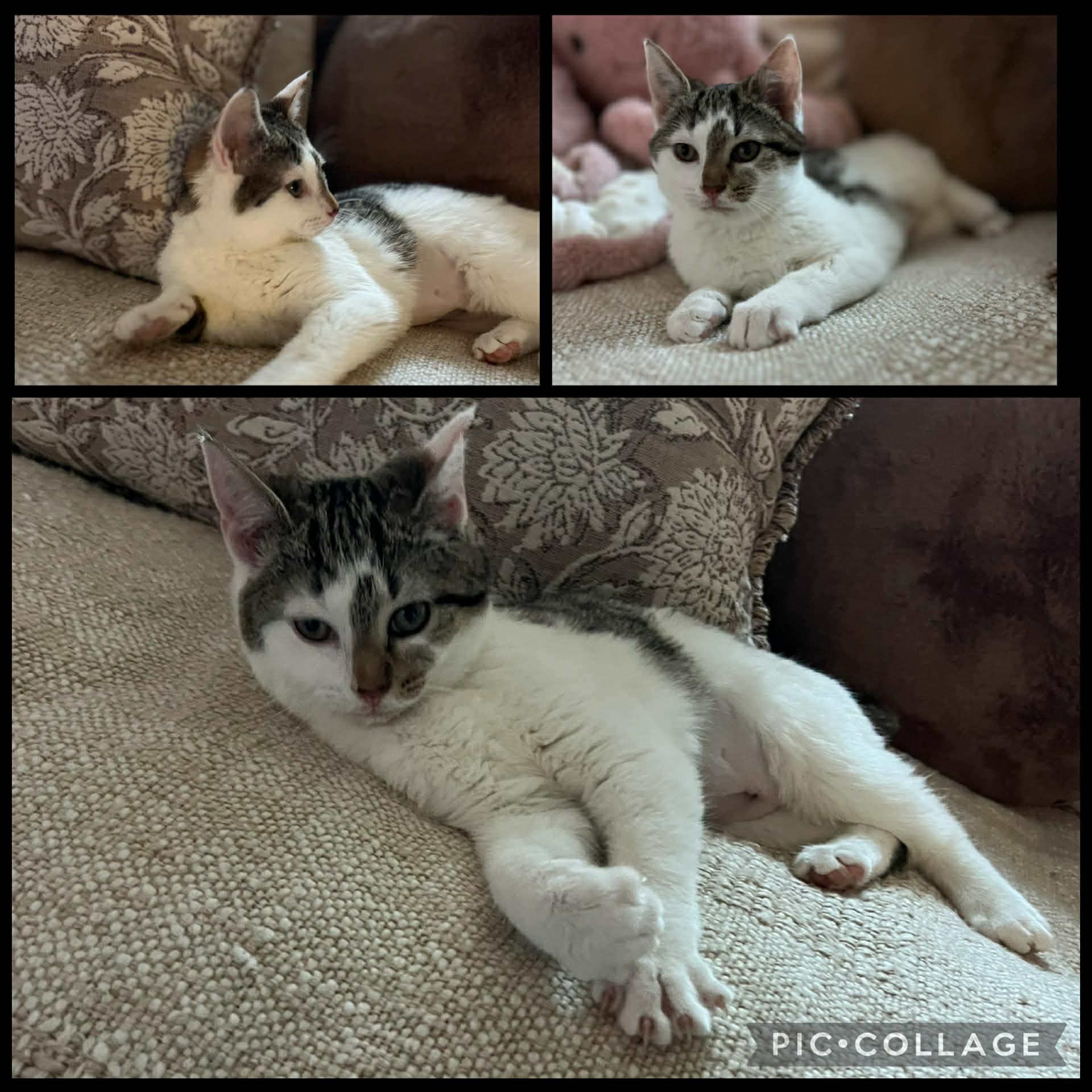 Enlarge Kittens, a ADOPTABLE Domestic Short Hair in Mount Juliet, TN image 1/5