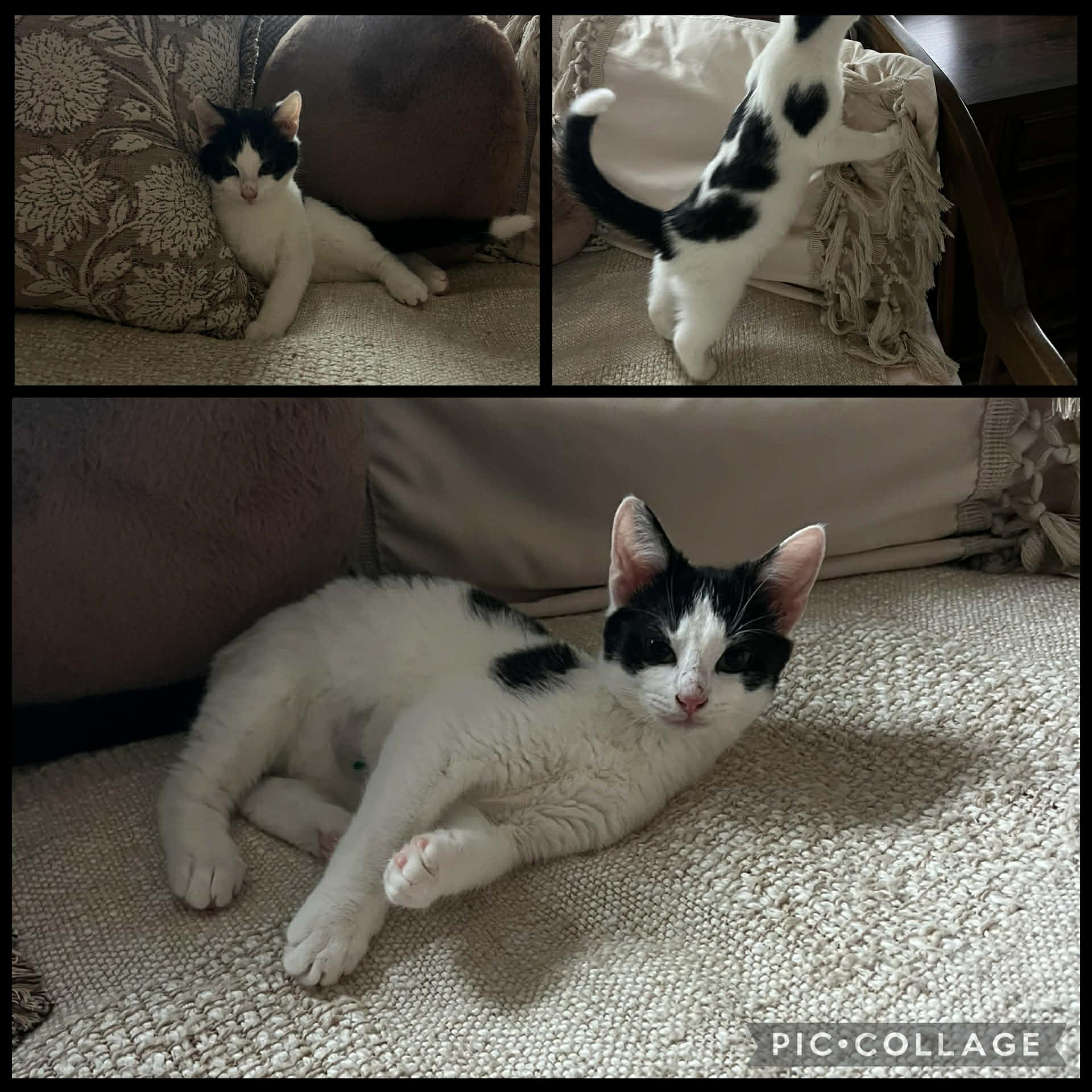 Enlarge Kittens, a ADOPTABLE Domestic Short Hair in Mount Juliet, TN image 2/5