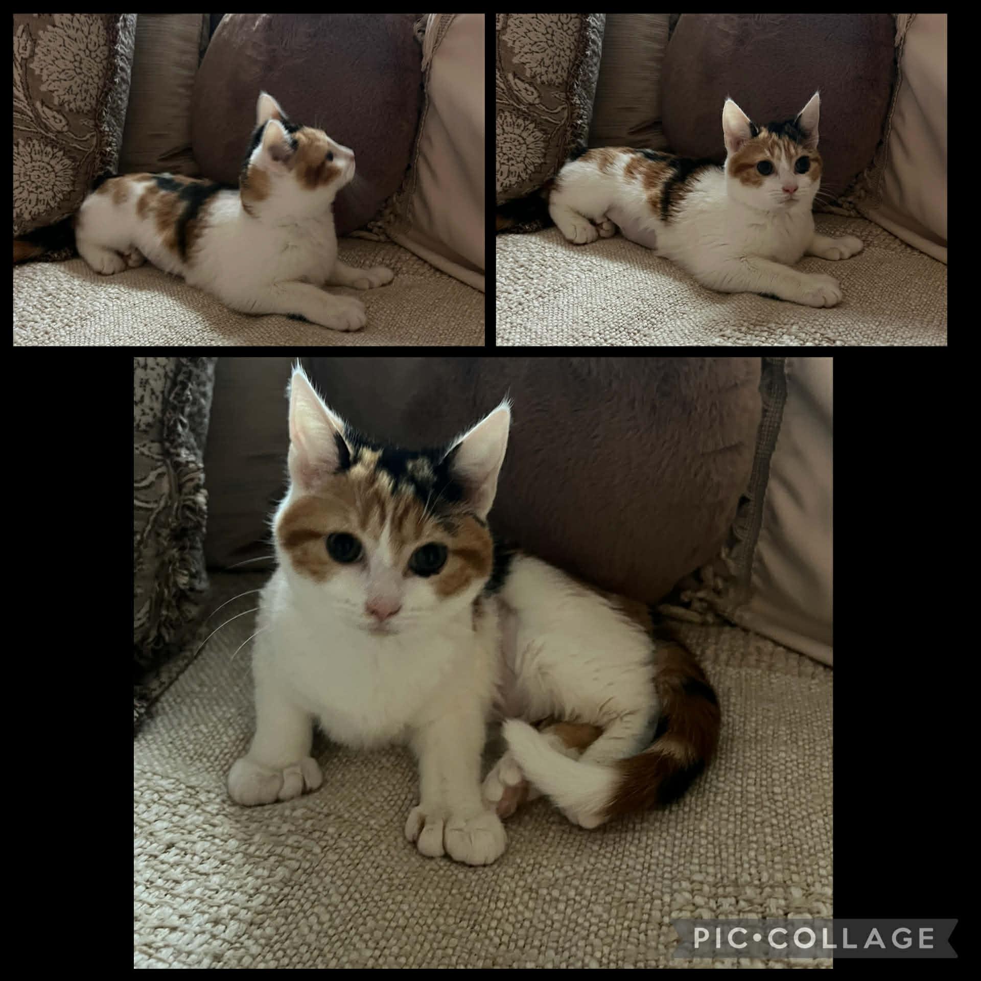 Enlarge Kittens, a ADOPTABLE Domestic Short Hair in Mount Juliet, TN image 4/5