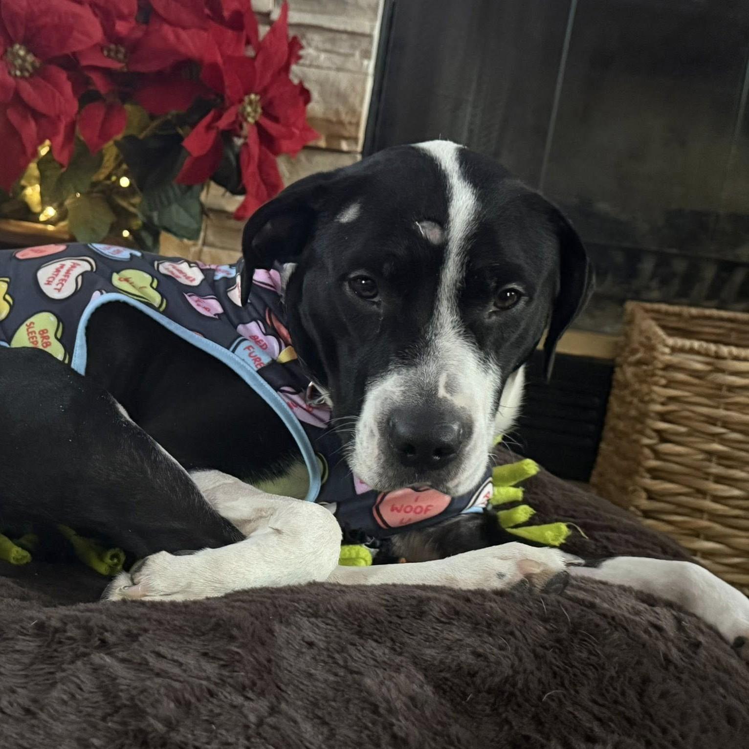 Enlarge Trey, a ADOPTABLE mixed breed in Grafton, OH image 1/5