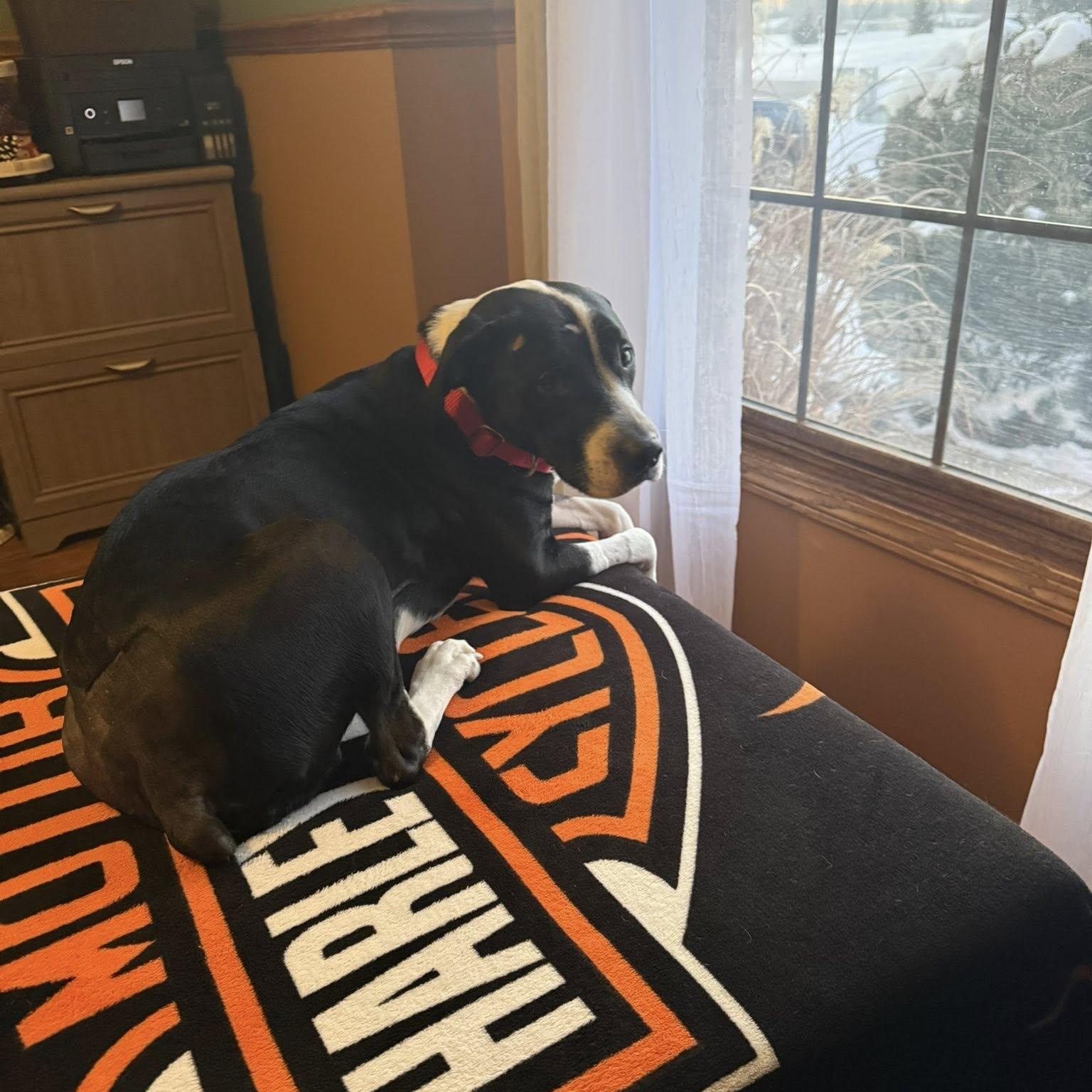 Enlarge Trey, a ADOPTABLE mixed breed in Grafton, OH image 4/5