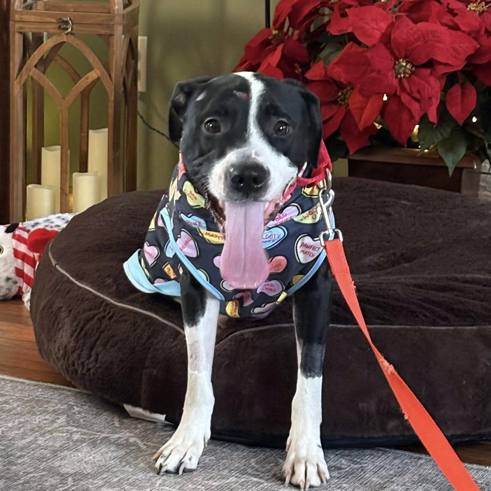 Enlarge Trey, a ADOPTABLE mixed breed in Grafton, OH image 3/5