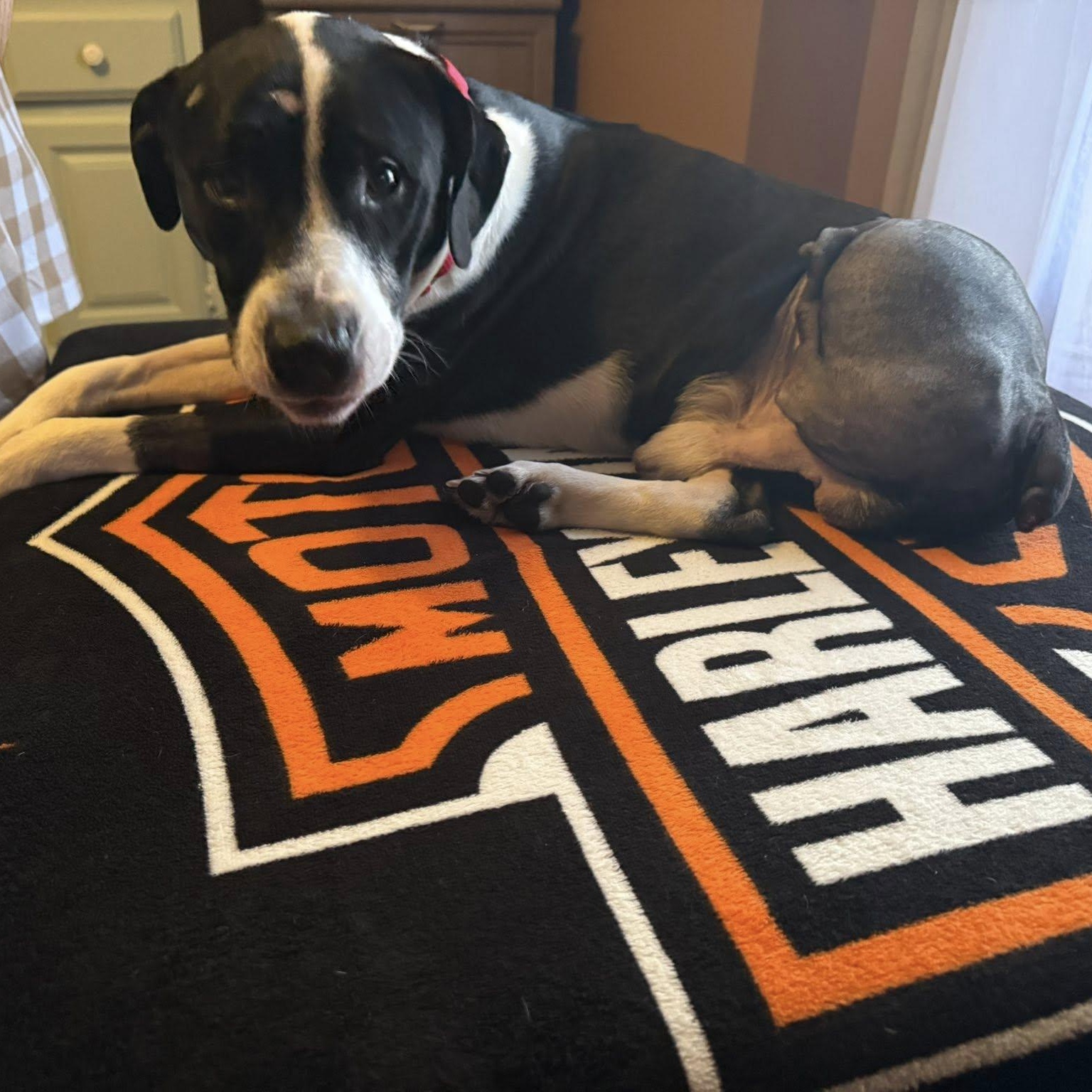 Enlarge Trey, a ADOPTABLE mixed breed in Grafton, OH image 2/5