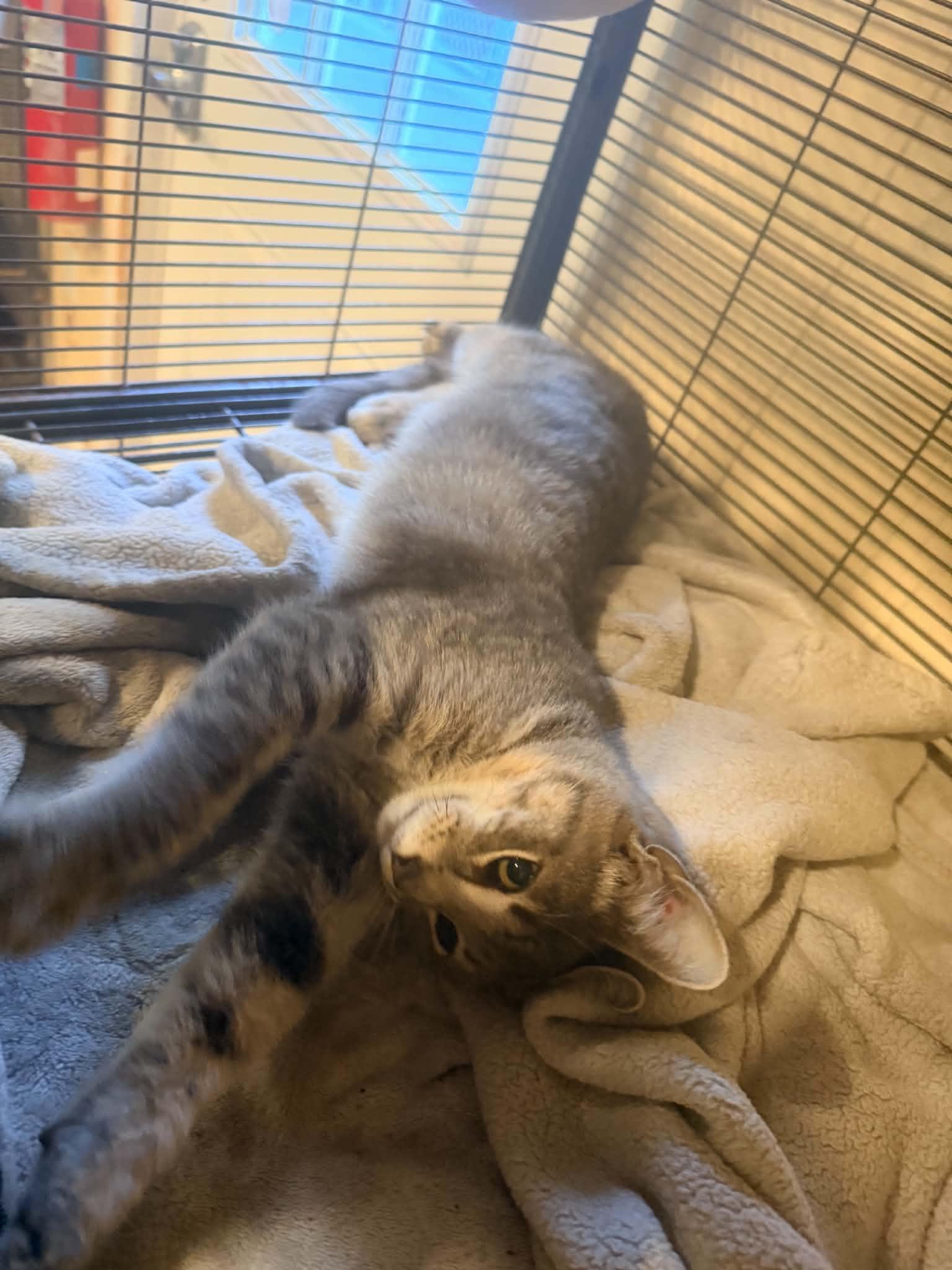 Enlarge Danny, a Adoptable Domestic Short Hair in Bishopville, SC image 3/3