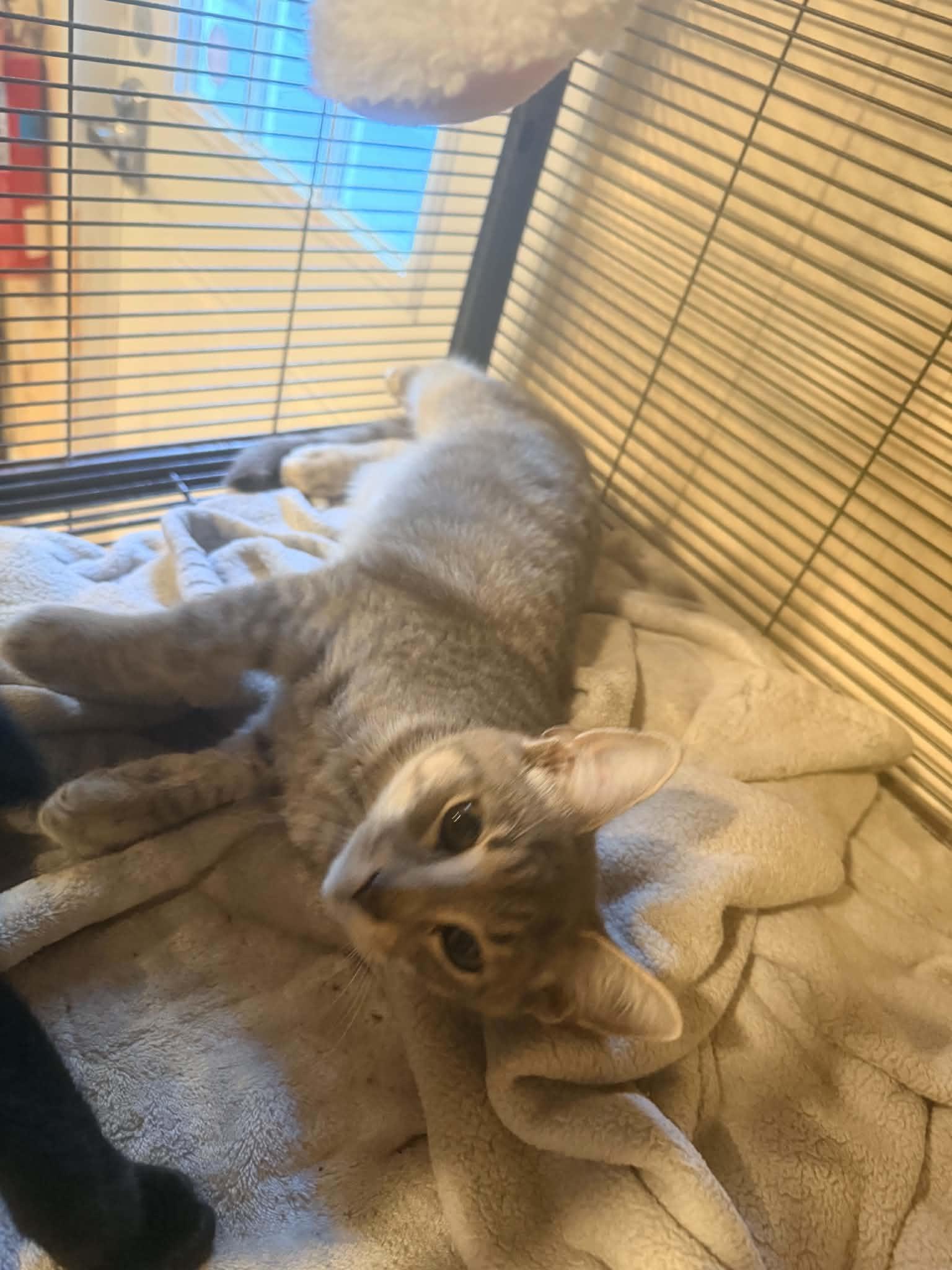 Enlarge Danny, a Adoptable Domestic Short Hair in Bishopville, SC image 2/3