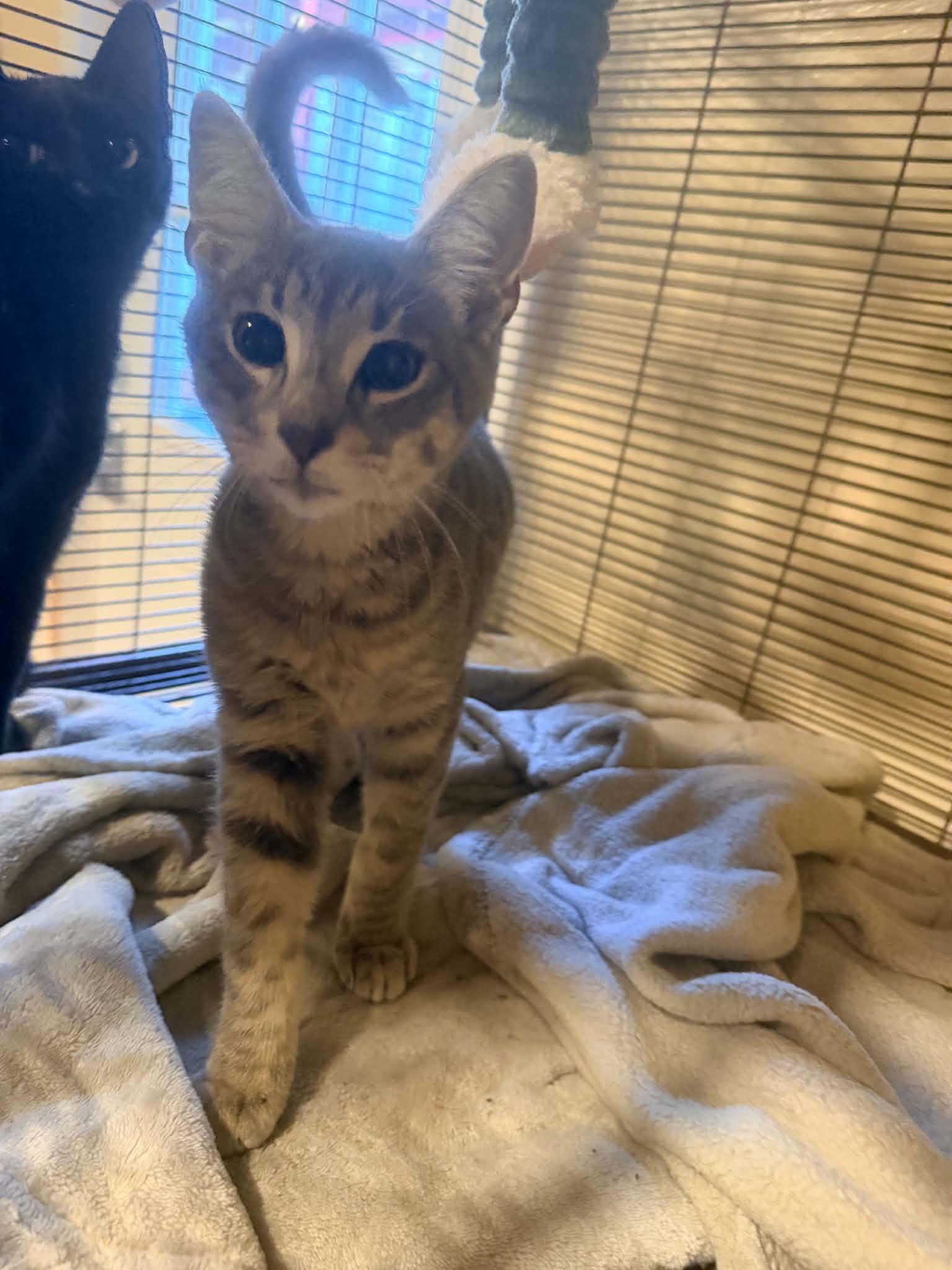 Enlarge Danny, a Adoptable Domestic Short Hair in Bishopville, SC image 1/3