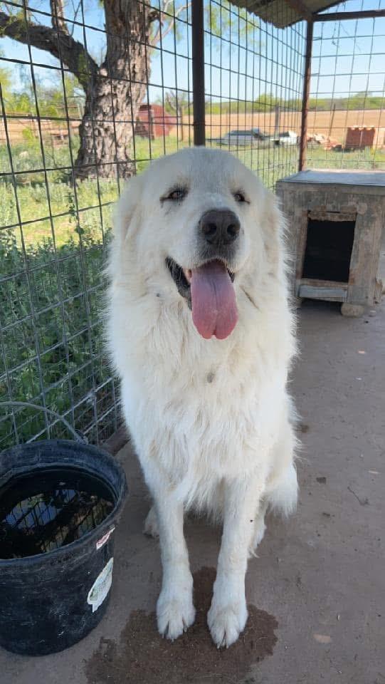 Enlarge Carl, a Adopted Great Pyrenees in San Angelo, TX image 1/1