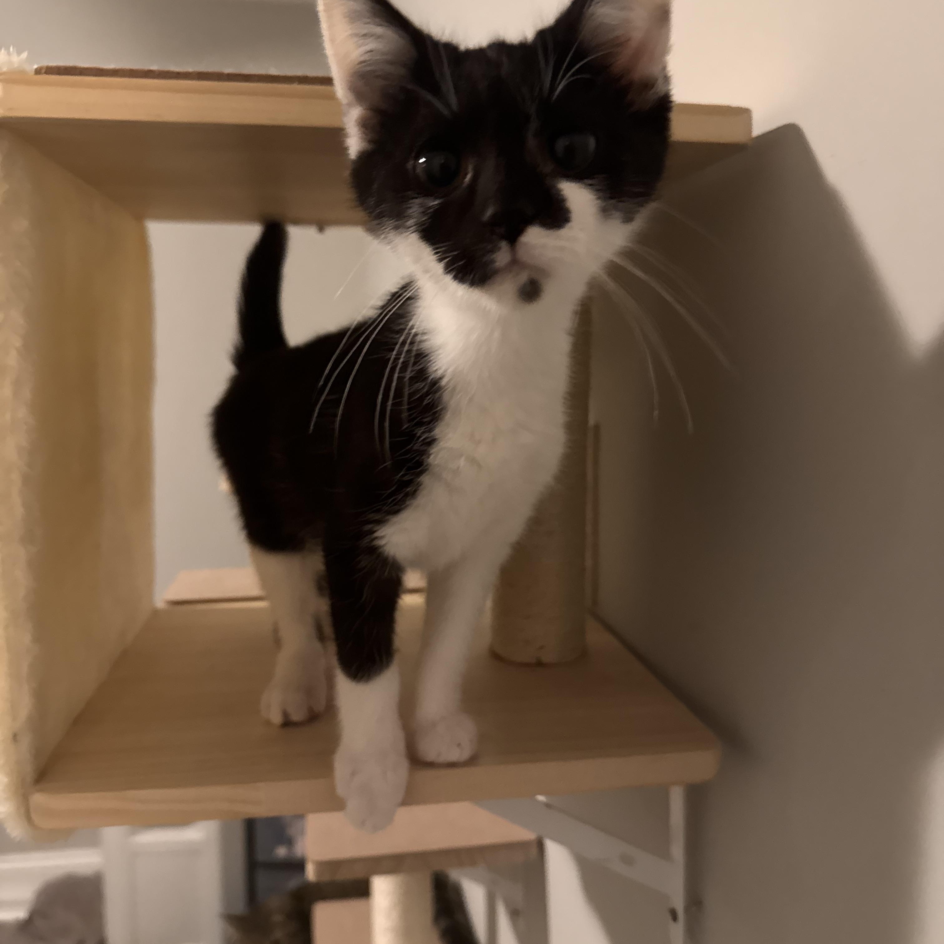 Simon, Adoptable, Kitten Male Domestic Short Hair.