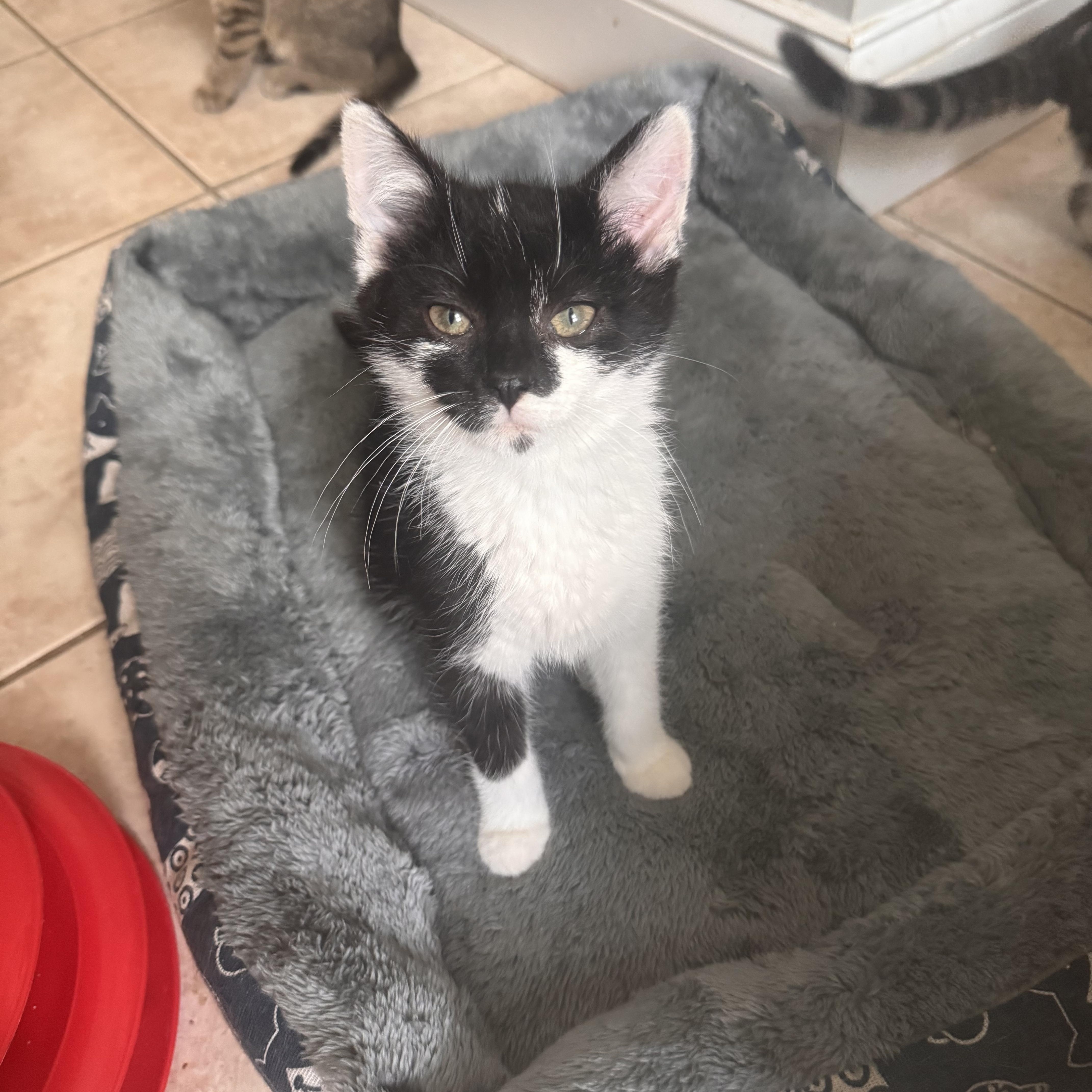Simon, a Adoptable Domestic Short Hair in Westville, NJ image 2/4