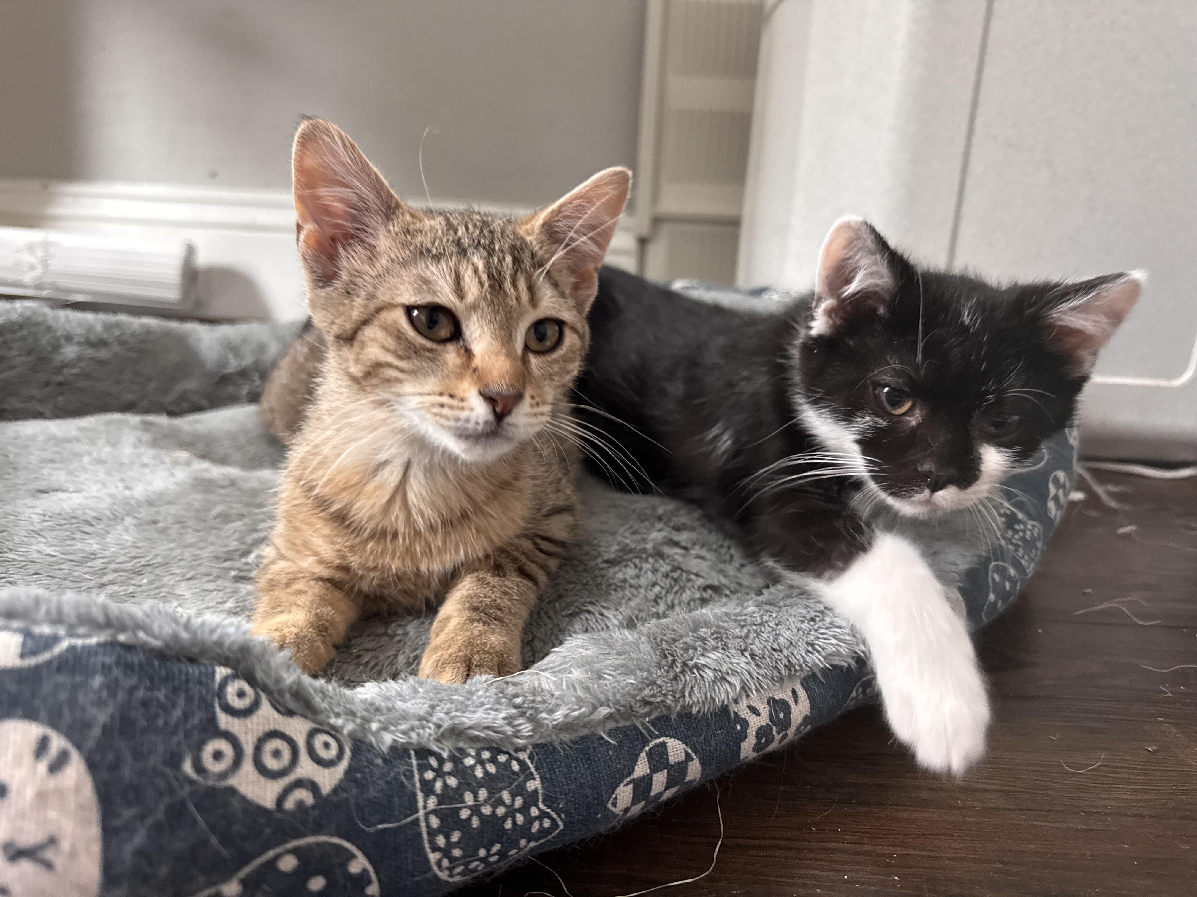 Simon, a Adoptable Domestic Short Hair in Westville, NJ image 4/4
