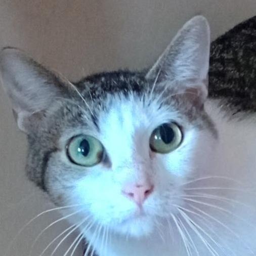 Skidder, Adoptable, Young Female Domestic Short Hair & Domestic Short Hair.