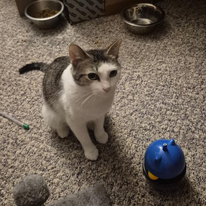 Enlarge Skidder, a Adoptable mixed breed in Grand Rapids, MN image 2/3