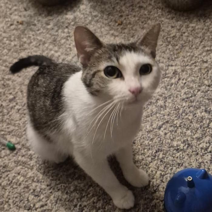 Enlarge Skidder, a Adoptable mixed breed in Grand Rapids, MN image 3/3