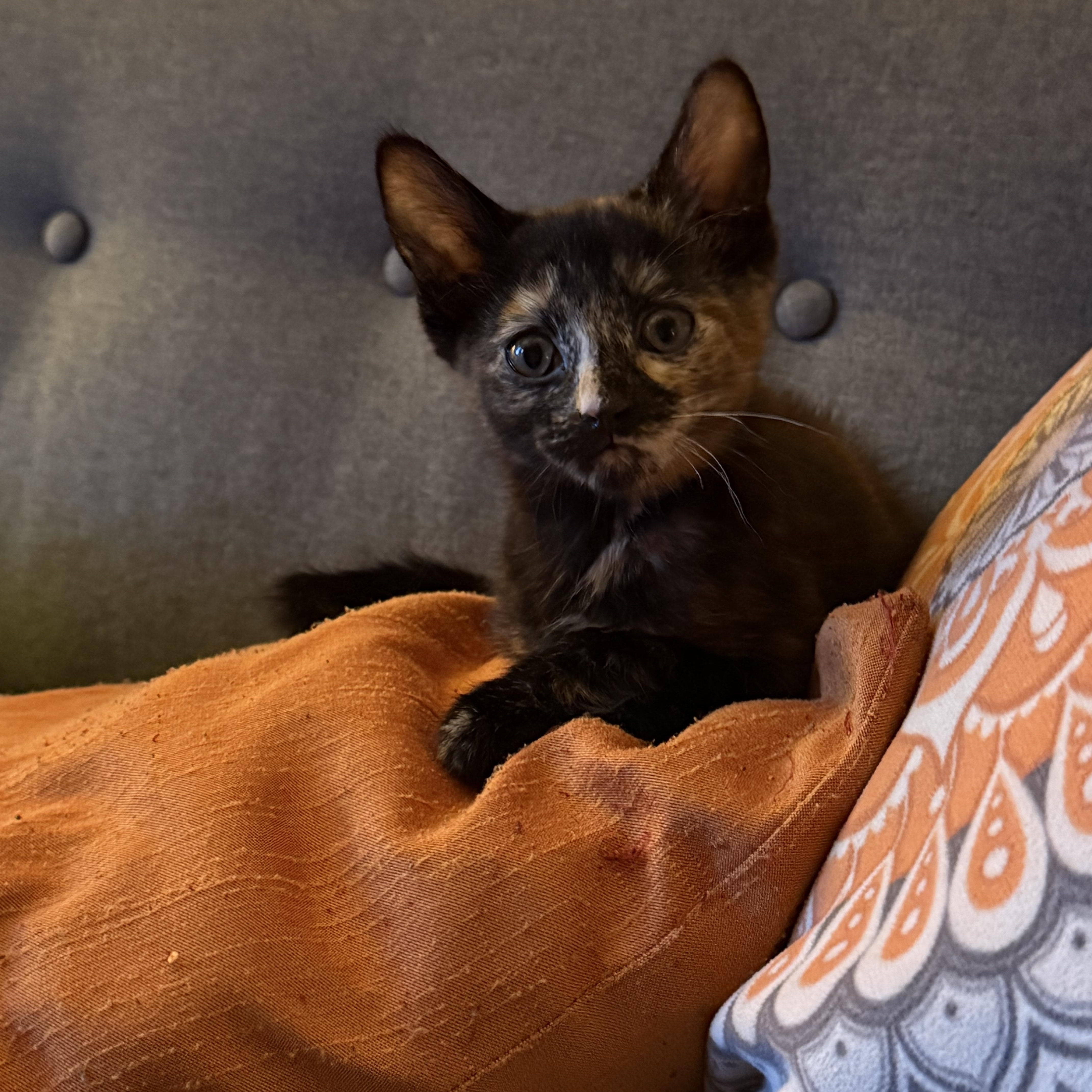Simeon, ADOPTABLE, Kitten Female Domestic Short Hair.