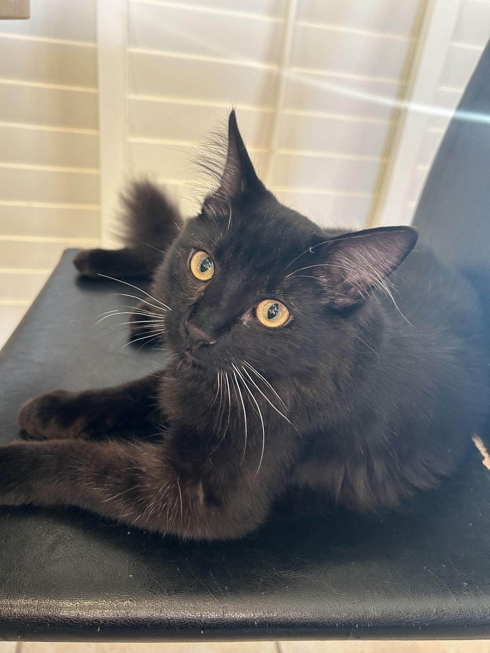 Dobbie Napa CS, Adoptable, Young Male Domestic Medium Hair.