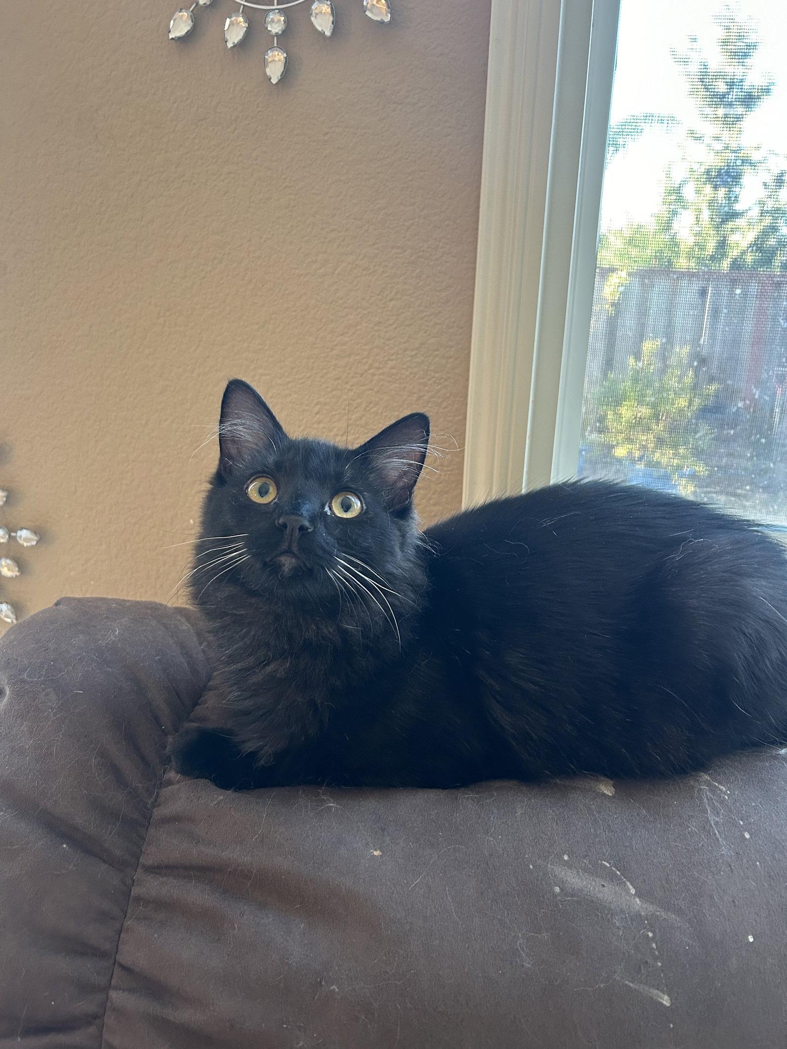 Enlarge Dobbie Napa CS, a Adoptable Domestic Medium Hair in Napa, CA image 1/3