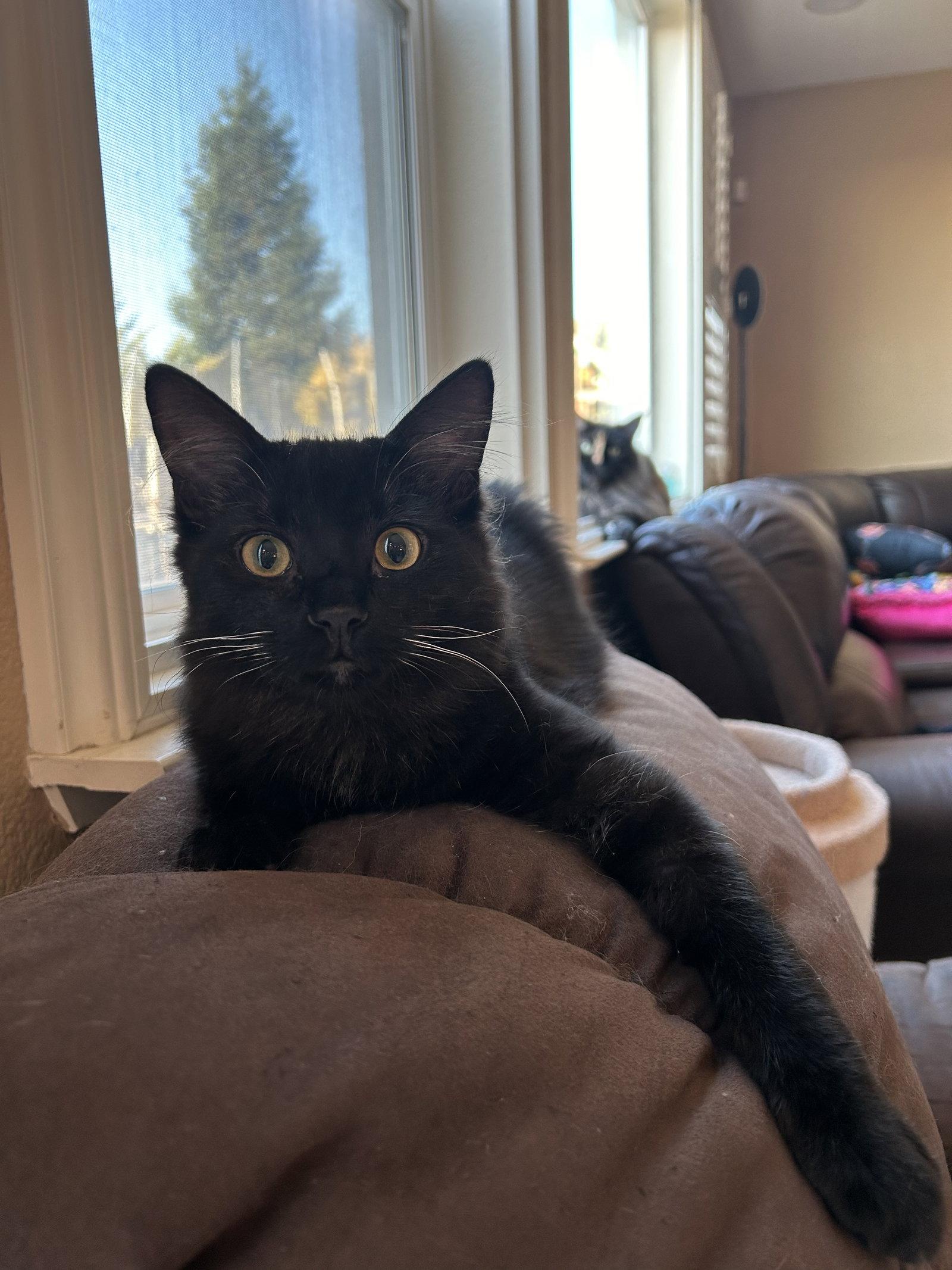 Enlarge Dobbie Napa CS, a Adoptable Domestic Medium Hair in Napa, CA image 2/3