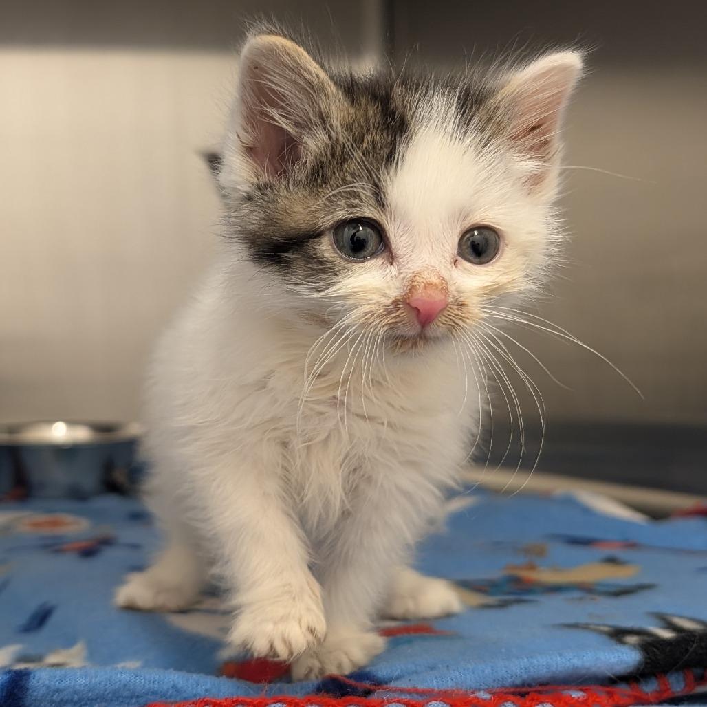 Enlarge Claus, a Adoptable Domestic Short Hair in Emporia, KS image 1/5