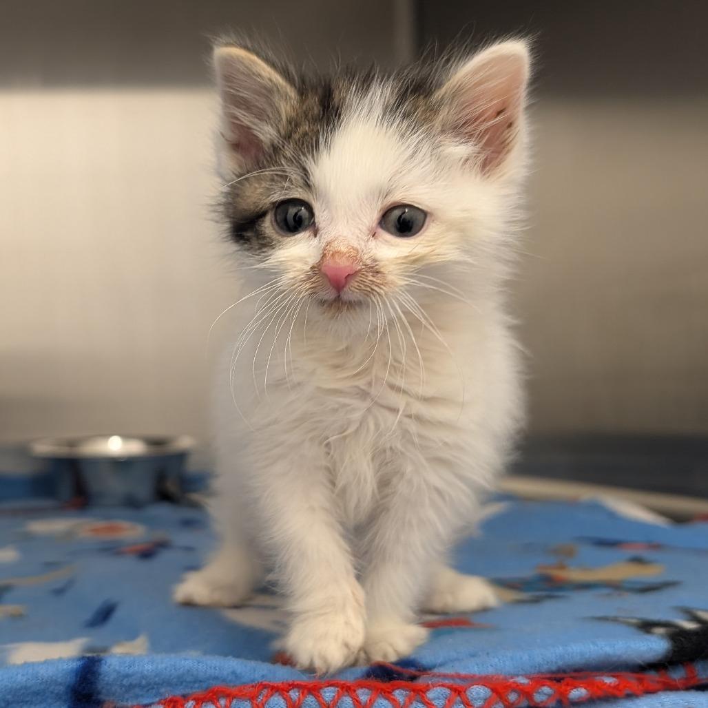 Enlarge Claus, a Adoptable Domestic Short Hair in Emporia, KS image 2/5