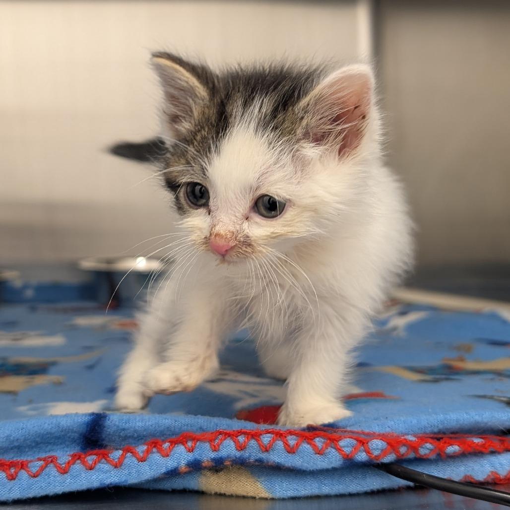 Enlarge Claus, a Adoptable Domestic Short Hair in Emporia, KS image 3/5