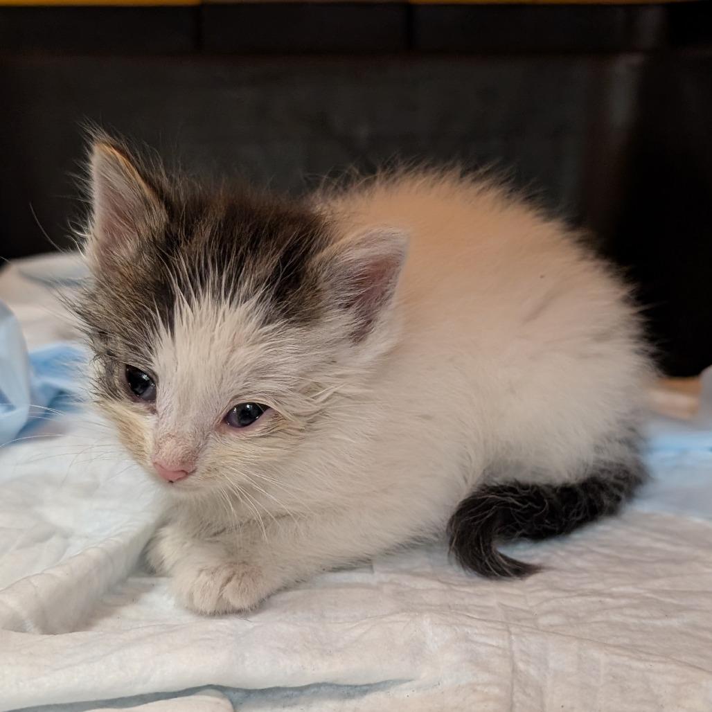 Enlarge Claus, a Adoptable Domestic Short Hair in Emporia, KS image 4/5