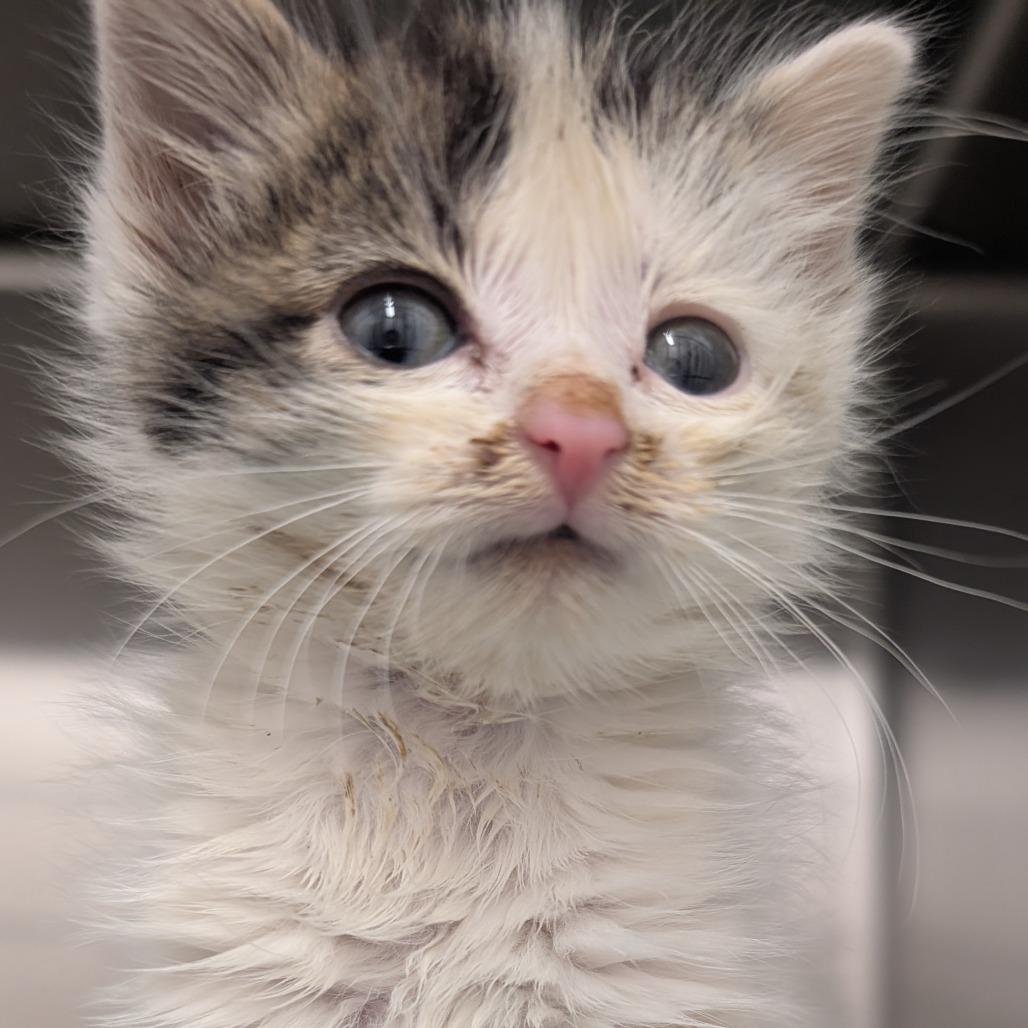 Enlarge Claus, a Adoptable Domestic Short Hair in Emporia, KS image 5/5