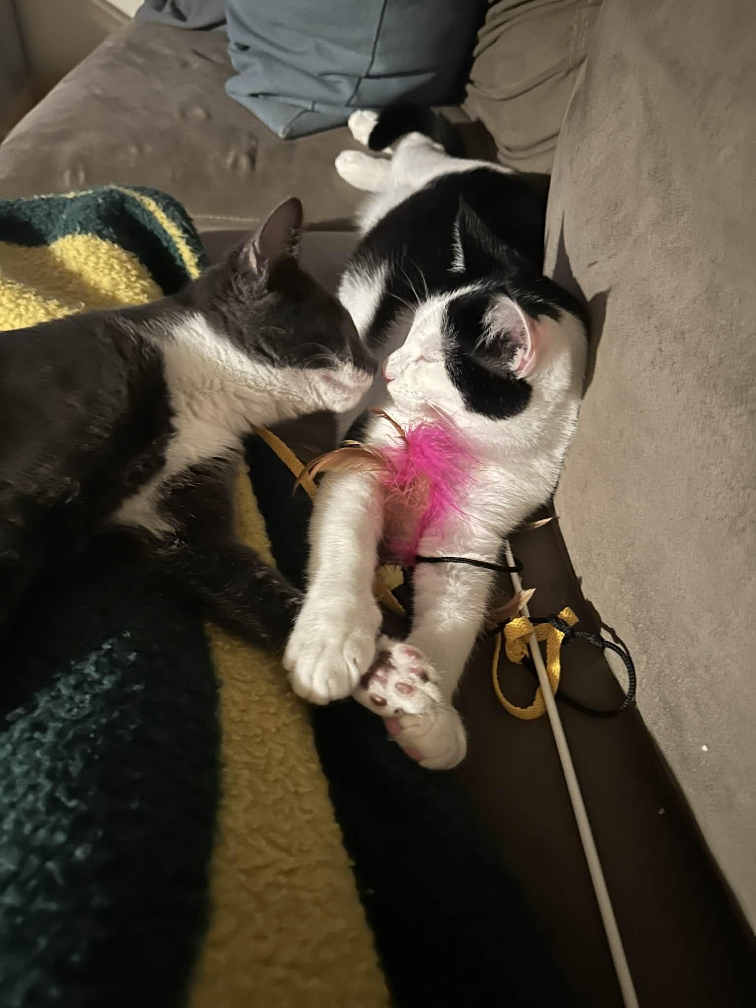 Enlarge Boots, Spike and Mandy, a ADOPTABLE Domestic Short Hair in Milwaukee, WI image 4/5