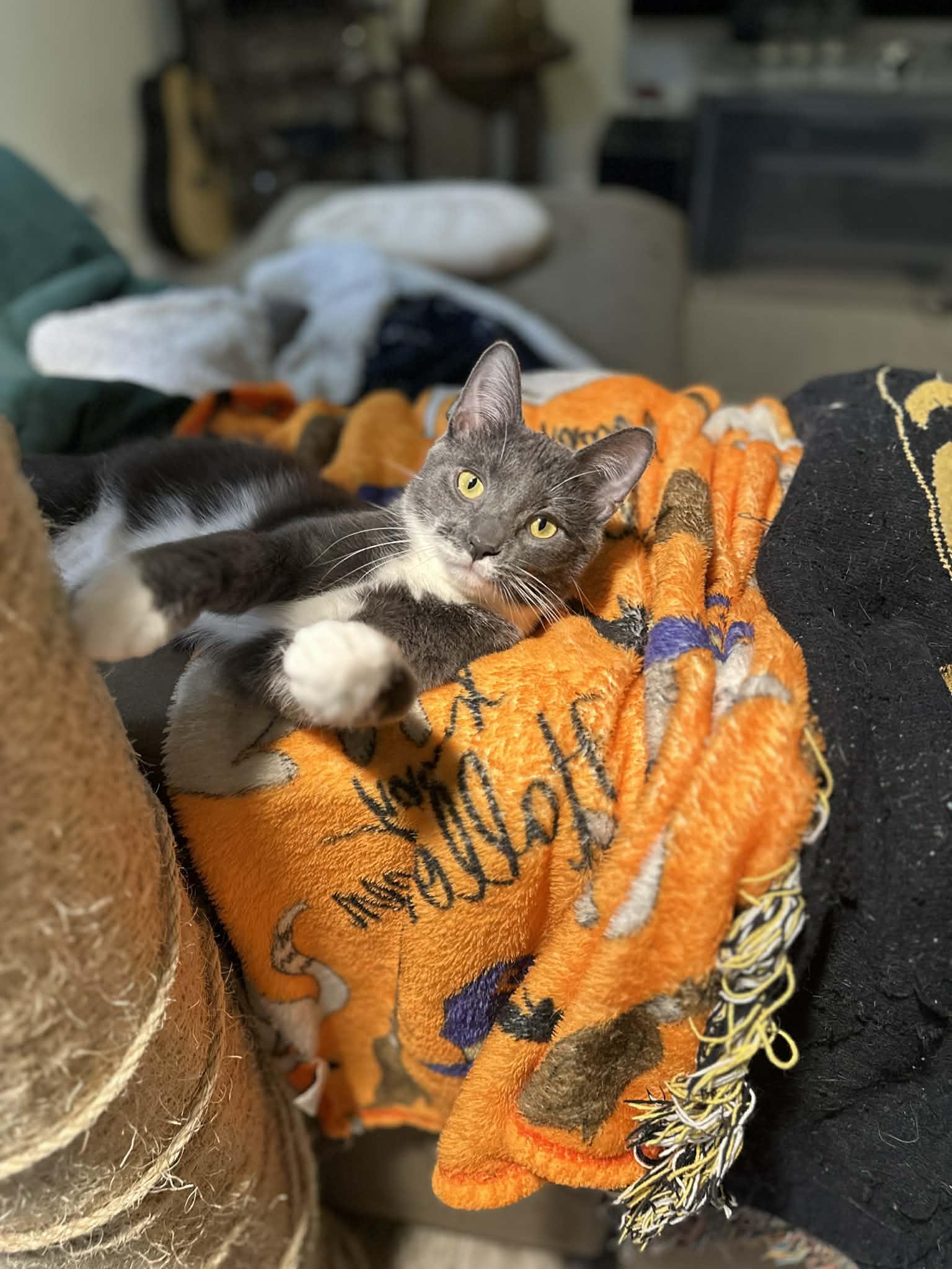 Enlarge Boots, Spike and Mandy, a ADOPTABLE Domestic Short Hair in Milwaukee, WI image 5/5