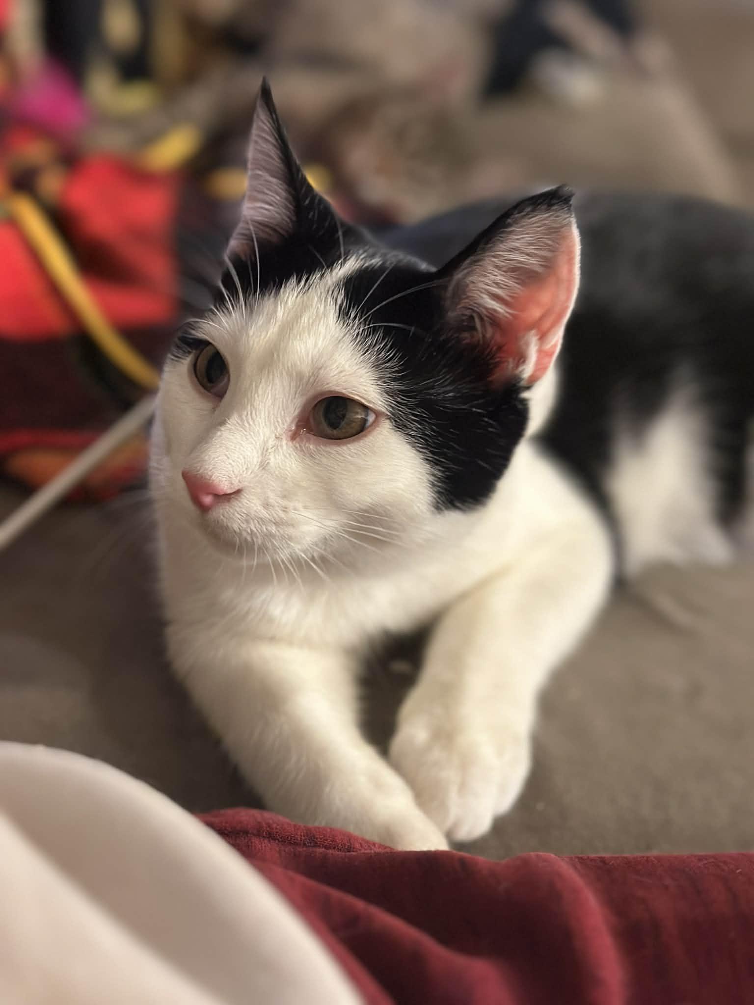 Enlarge Boots, Spike and Mandy, a ADOPTABLE Domestic Short Hair in Milwaukee, WI image 2/5